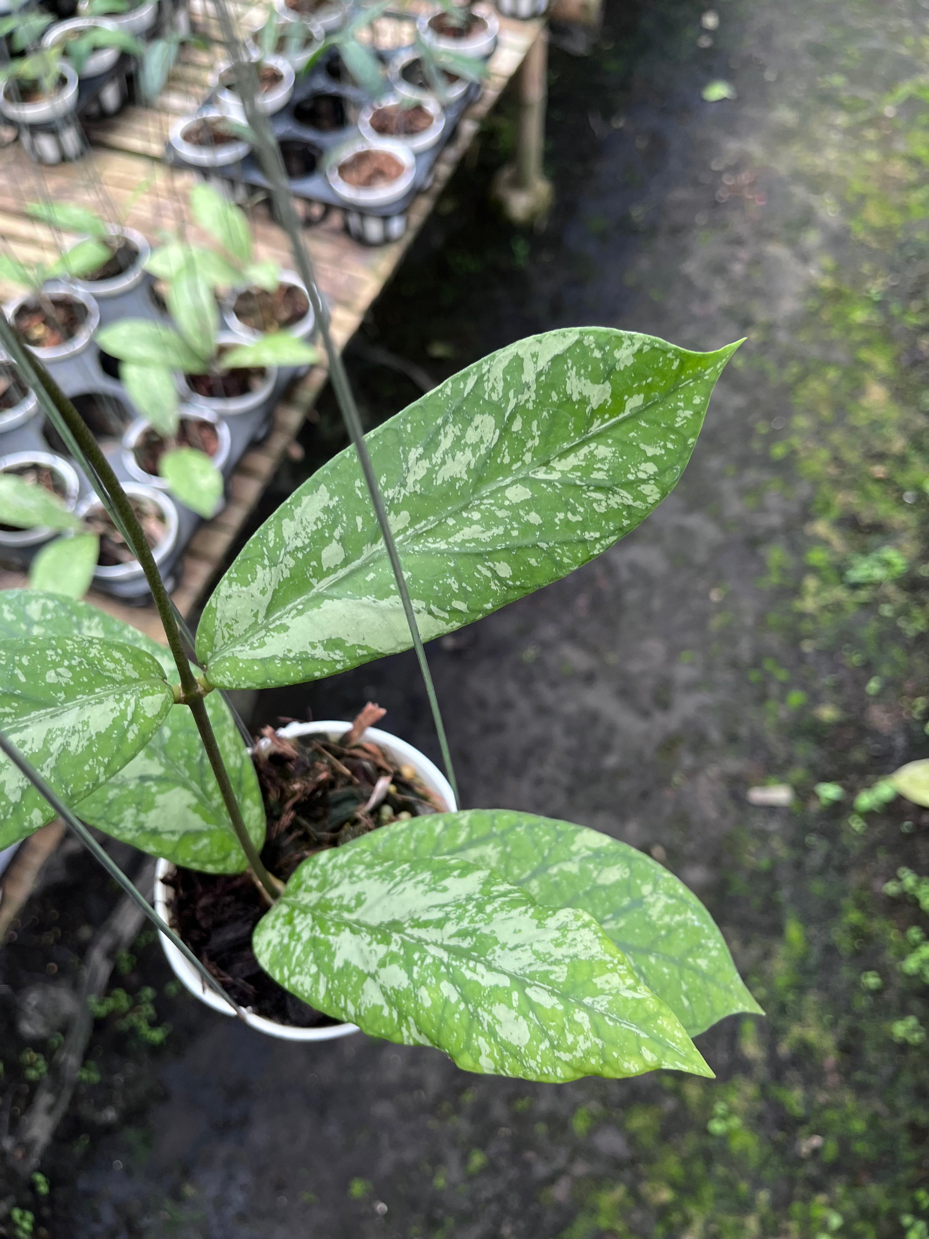 Hoya Meridithii Aceh New