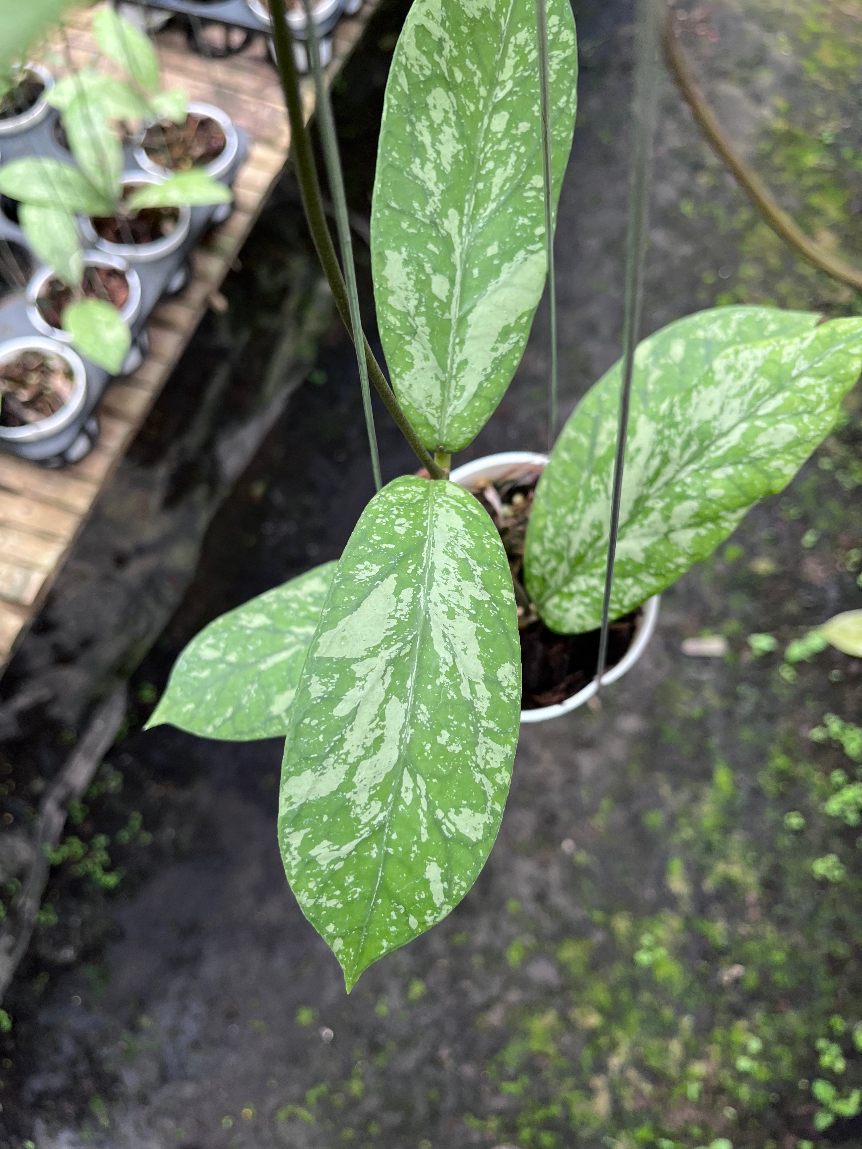 Hoya Meridithii Aceh New