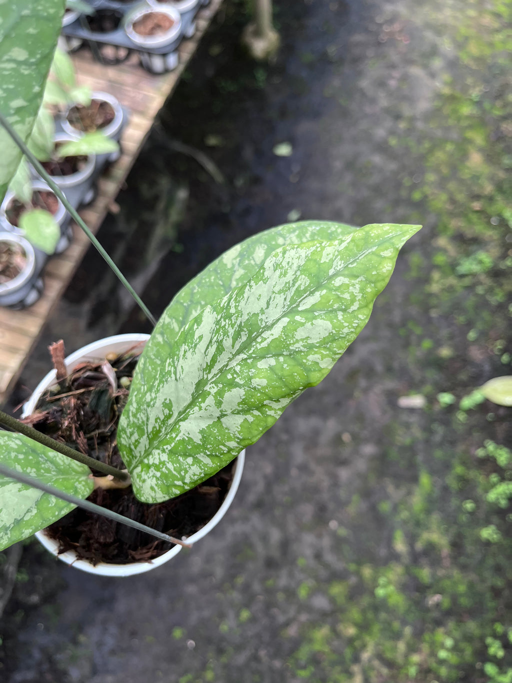 Hoya Meridithii Aceh New