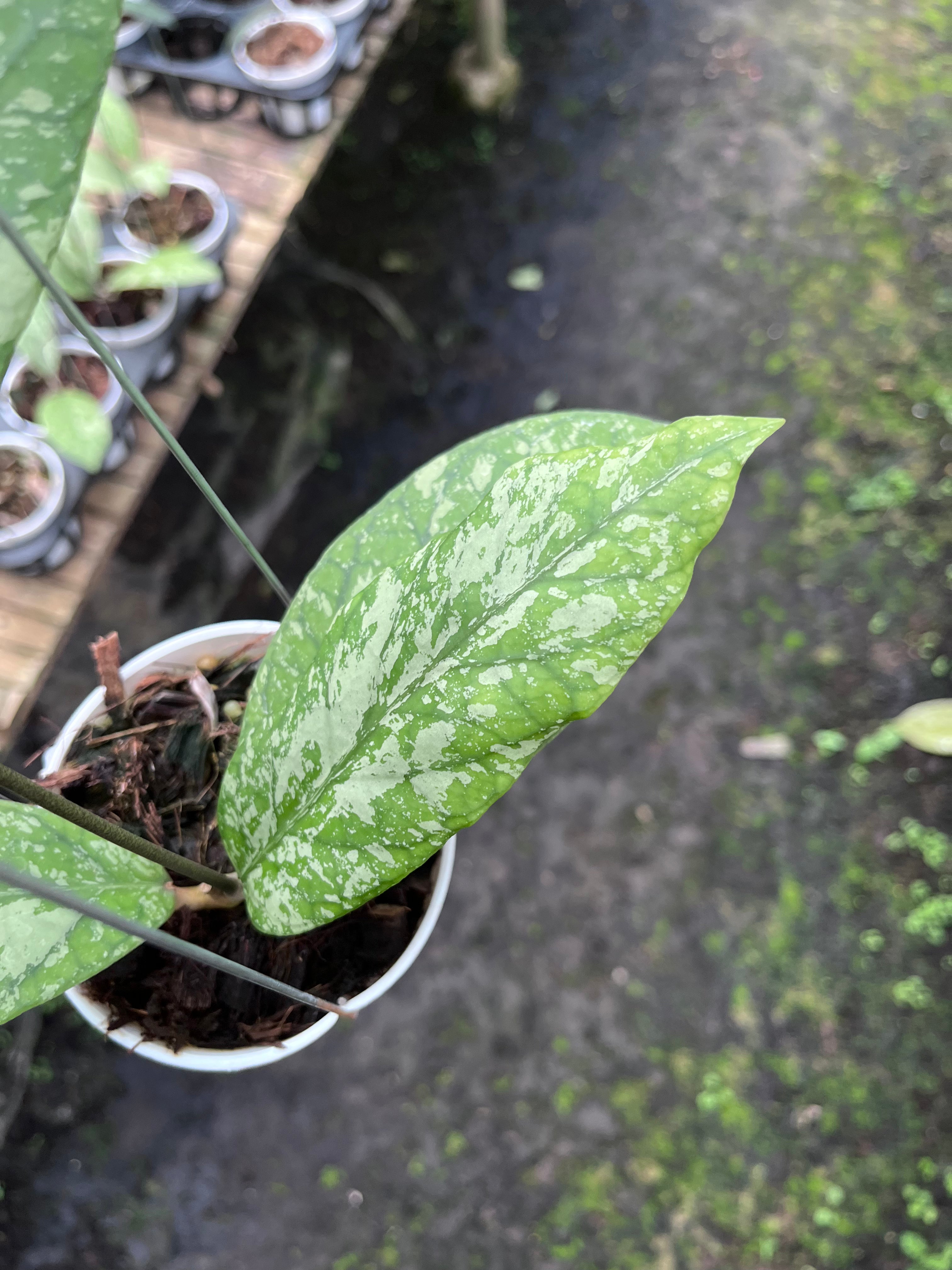 Hoya Meridithii Aceh New