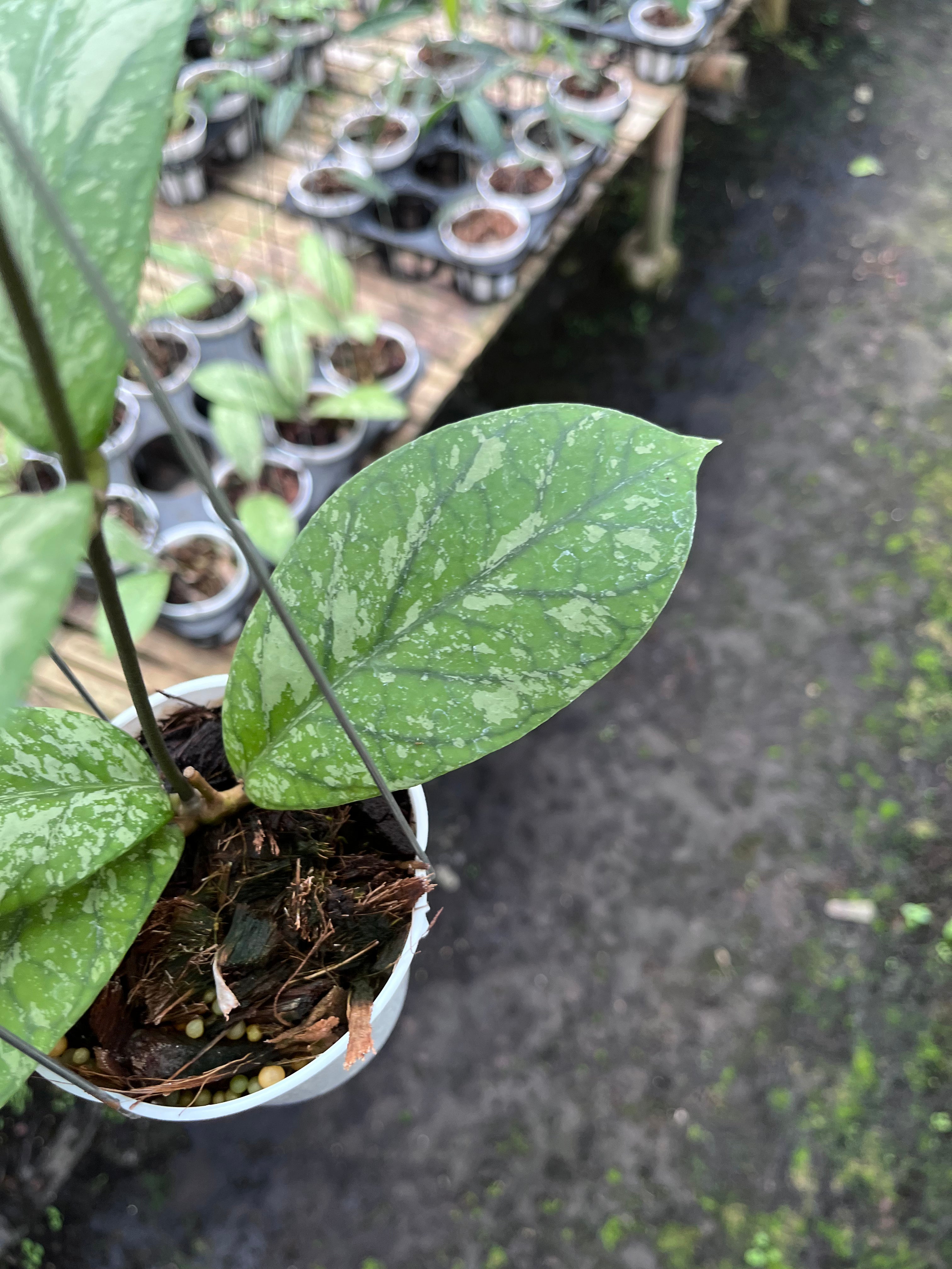 Hoya Meridithii Aceh New