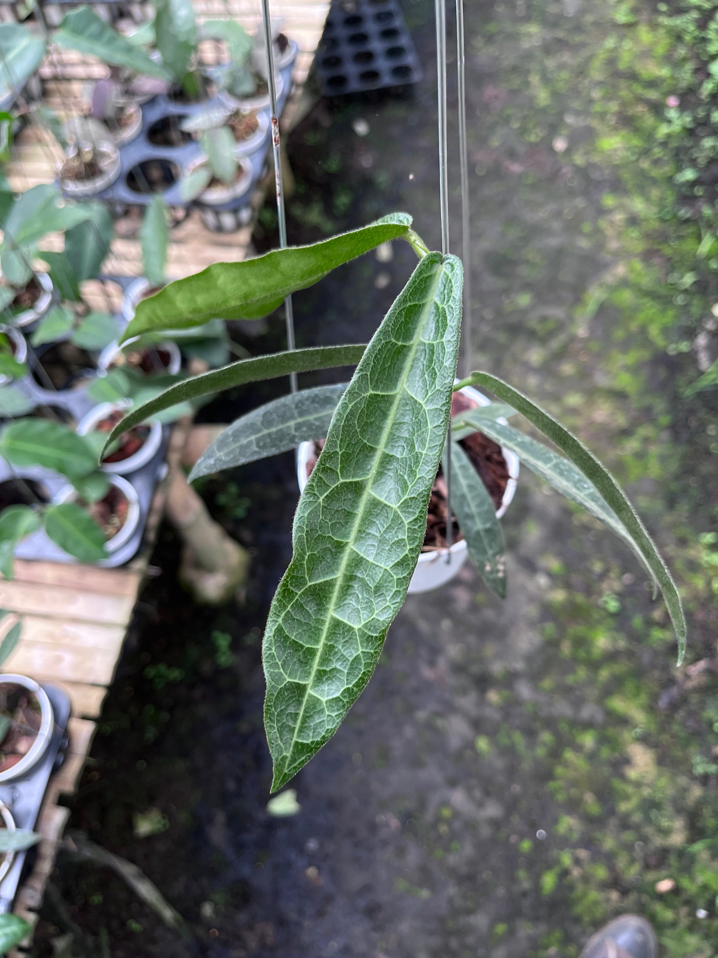 Hoya Hypolasia Long Leaf