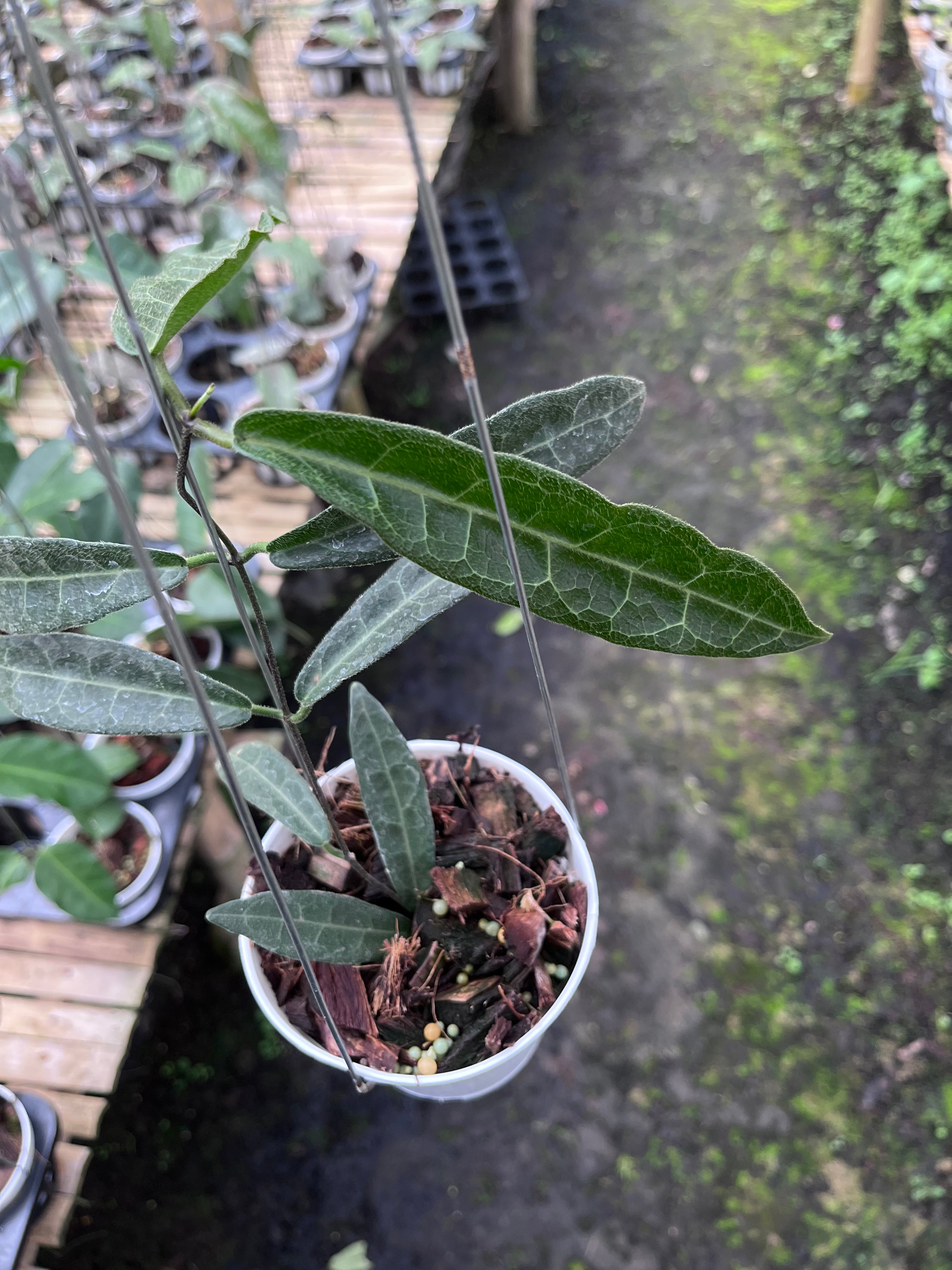 Hoya Hypolasia Long Leaf