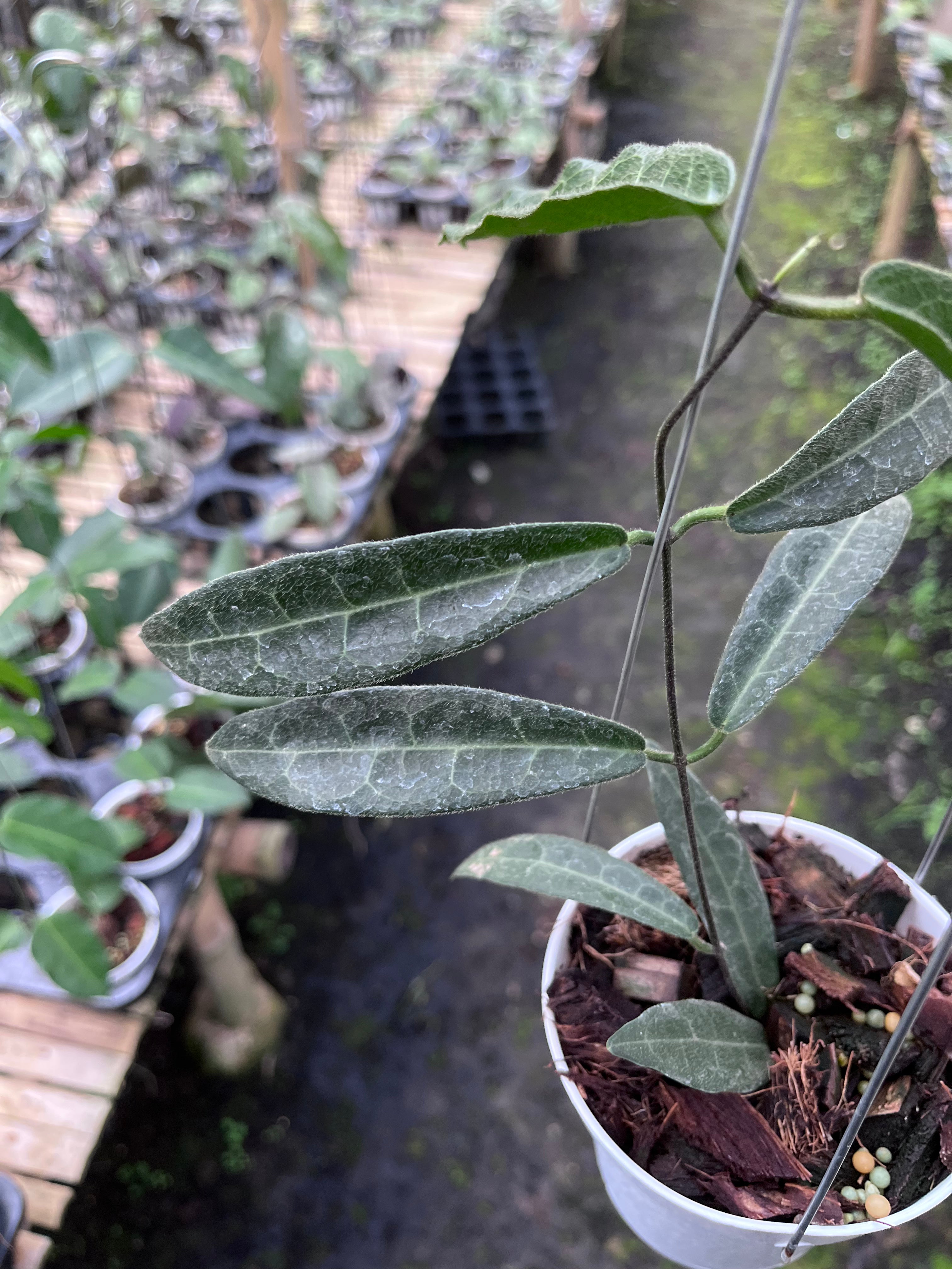Hoya Hypolasia Long Leaf