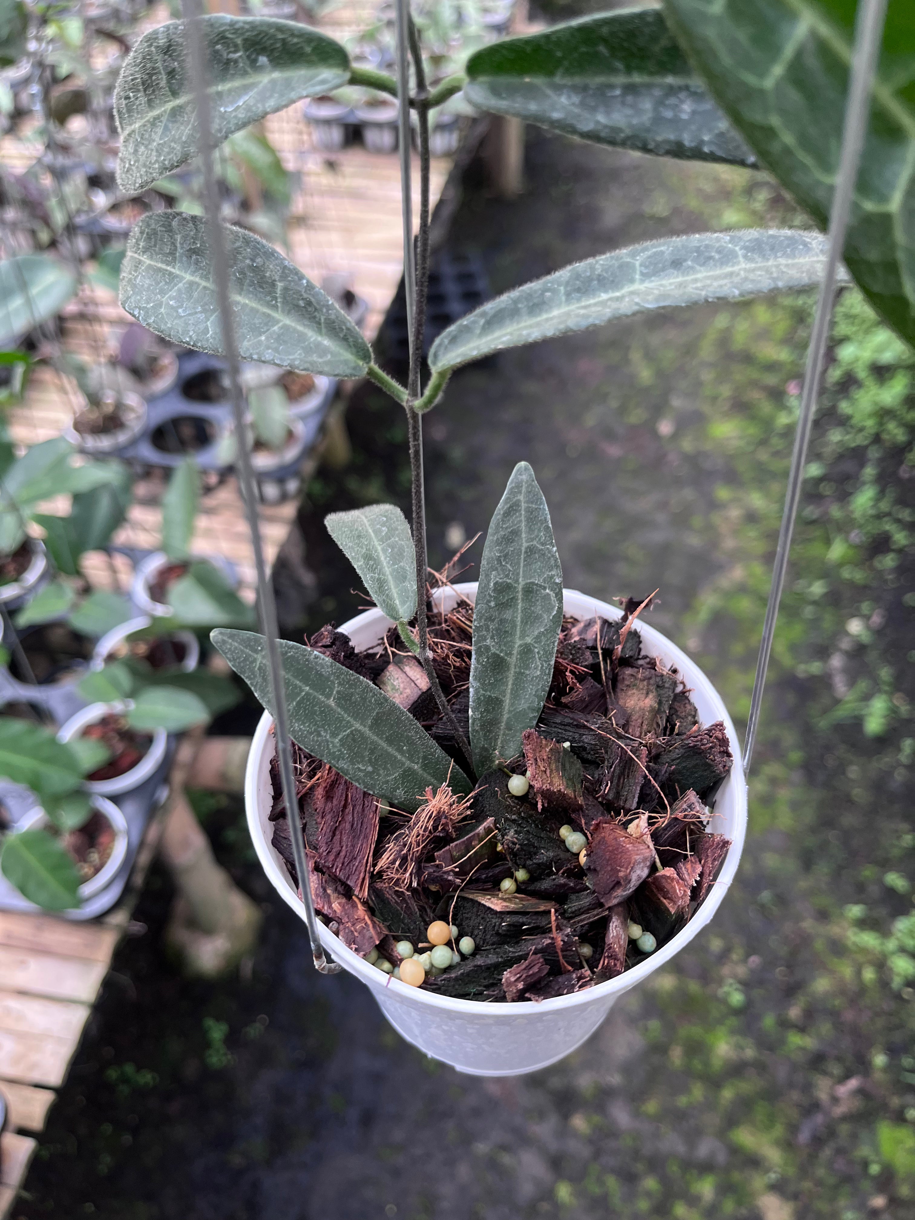 Hoya Hypolasia Long Leaf