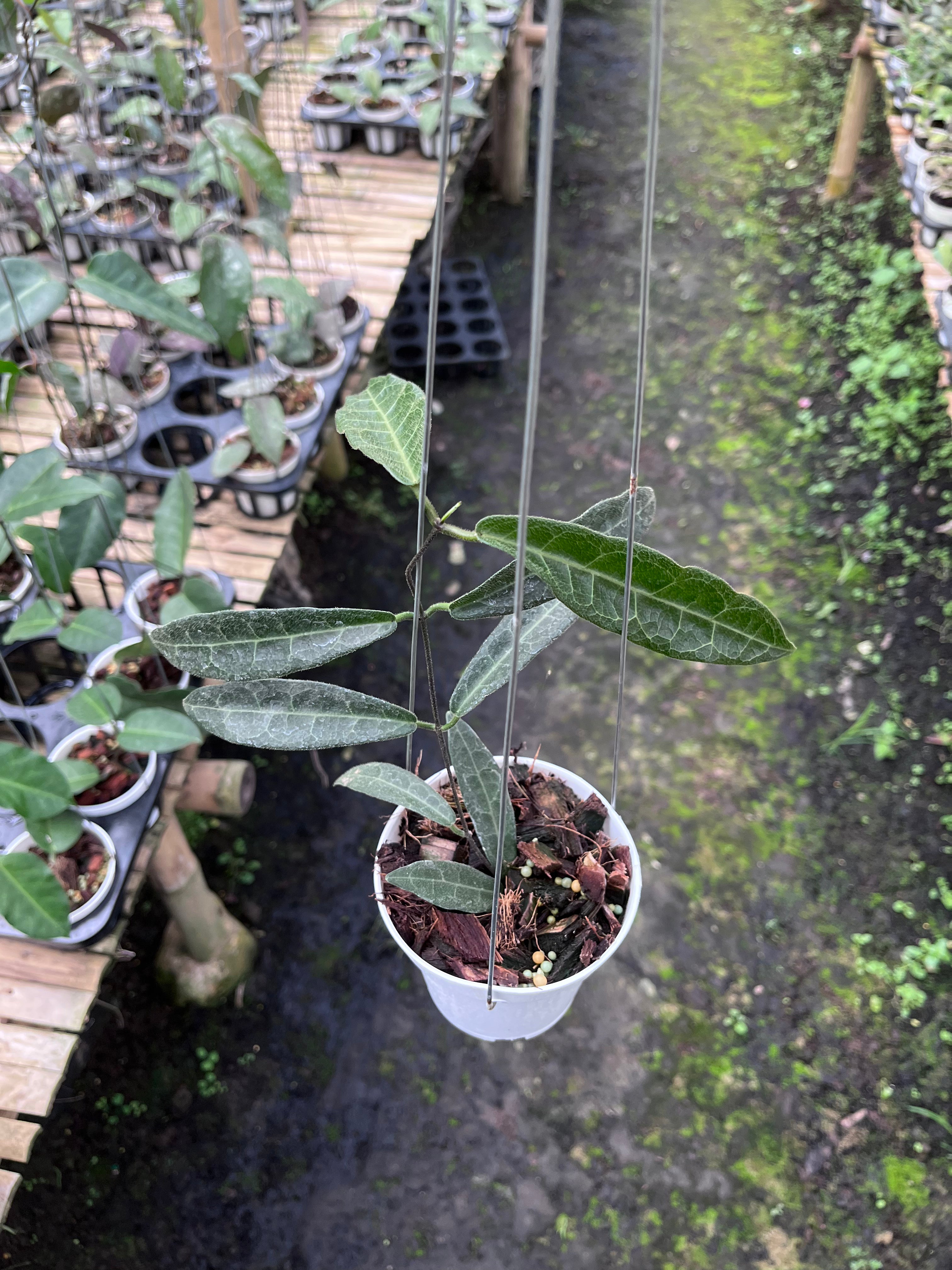 Hoya Hypolasia Long Leaf