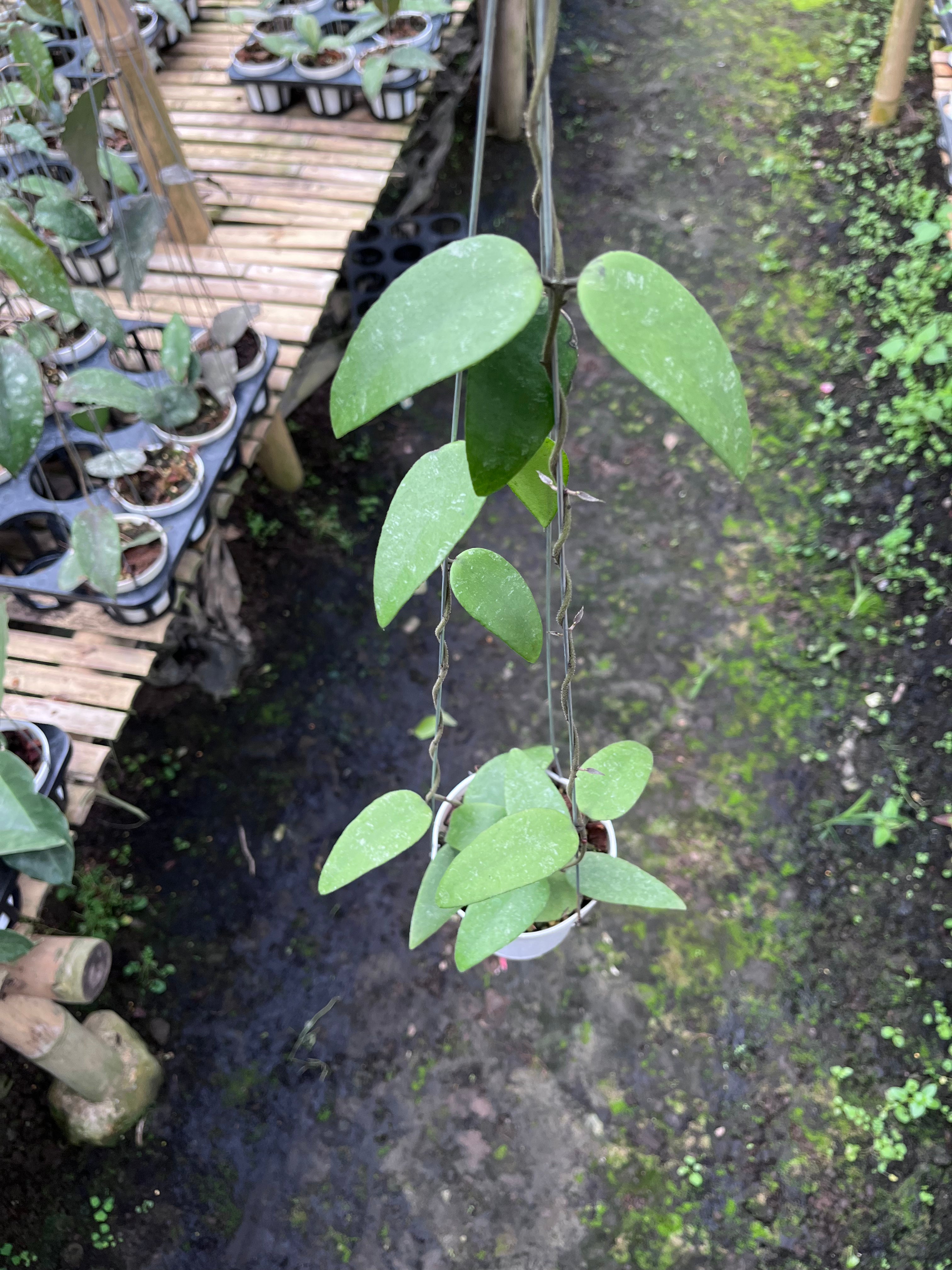 Hoya Towetiensis