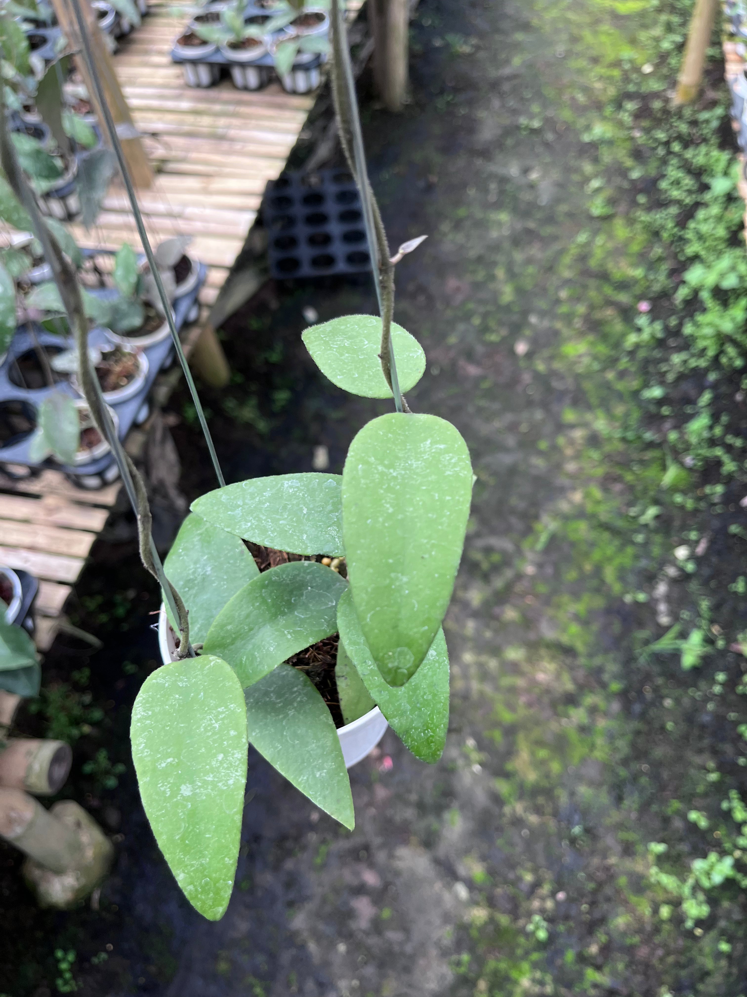 Hoya Towetiensis