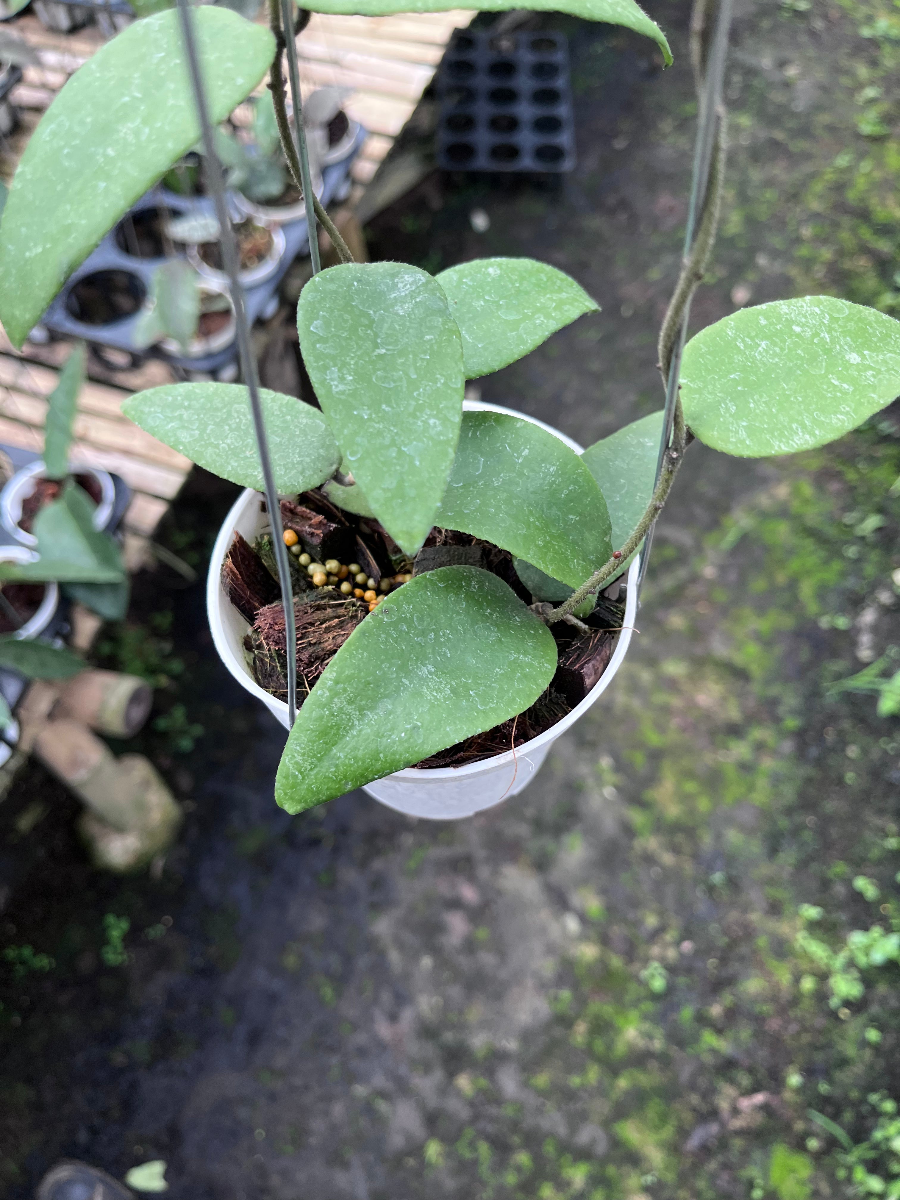 Hoya Towetiensis