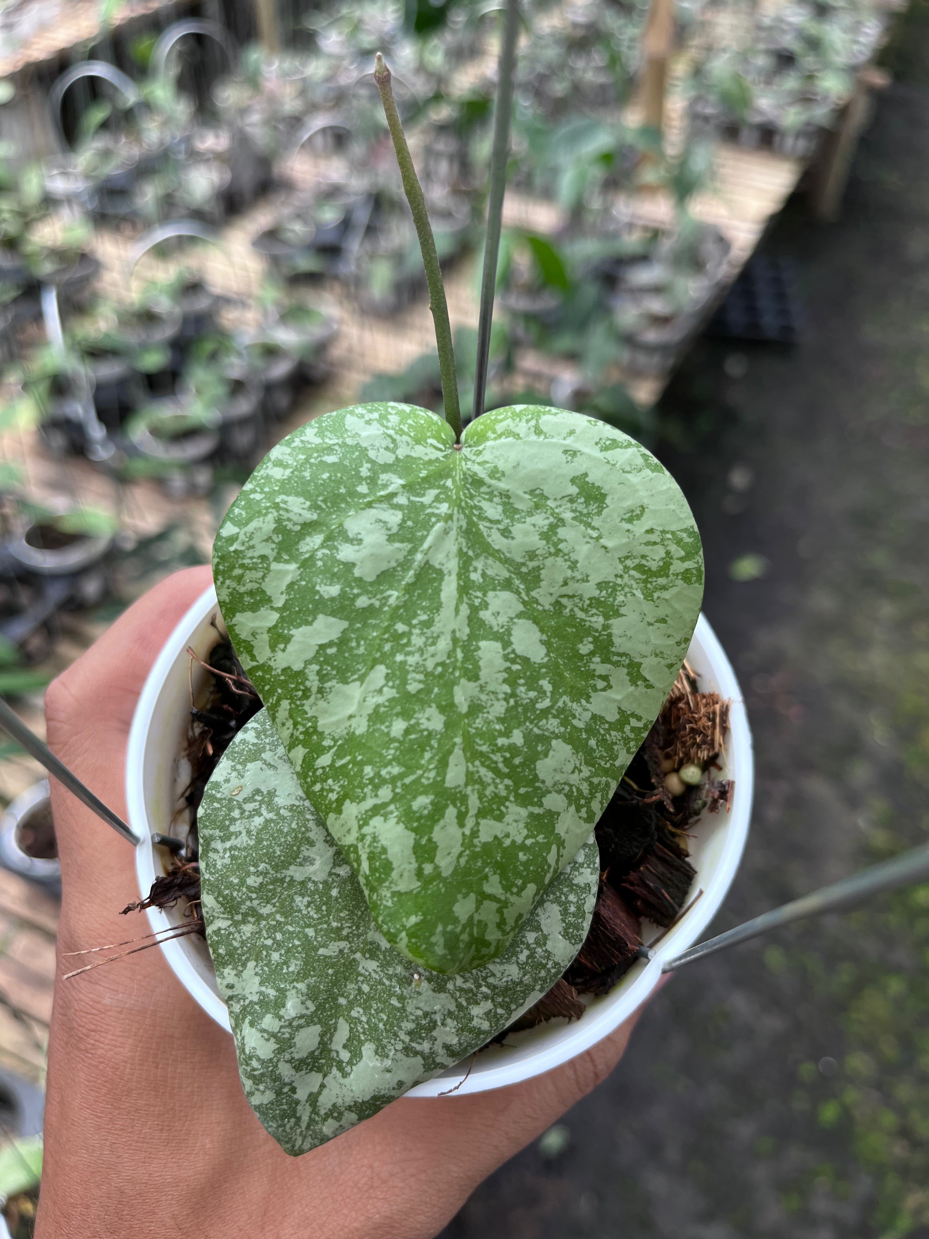 Hoya Cinnamomifolia X Imbricata Splash