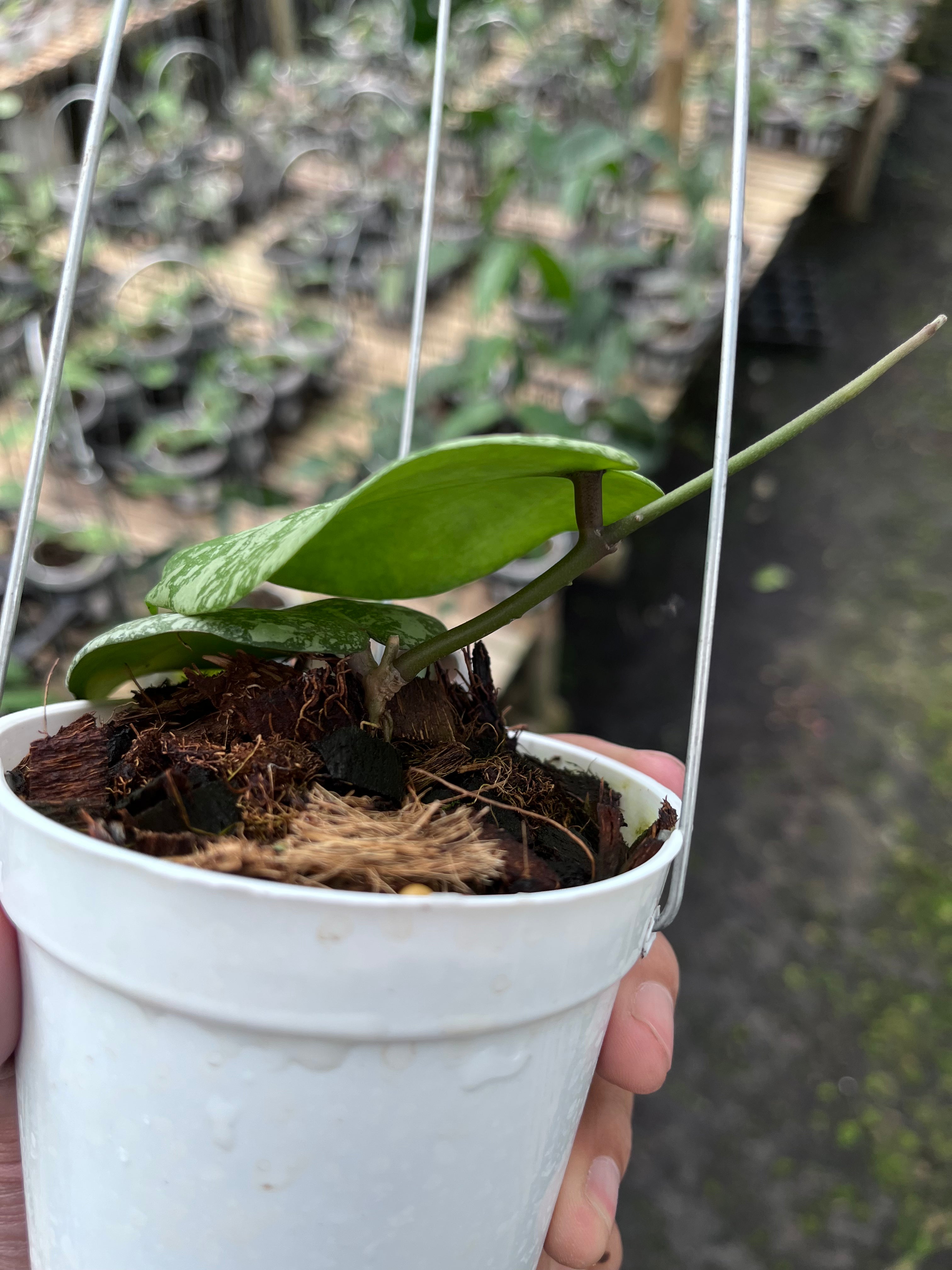 Hoya Cinnamomifolia X Imbricata Splash