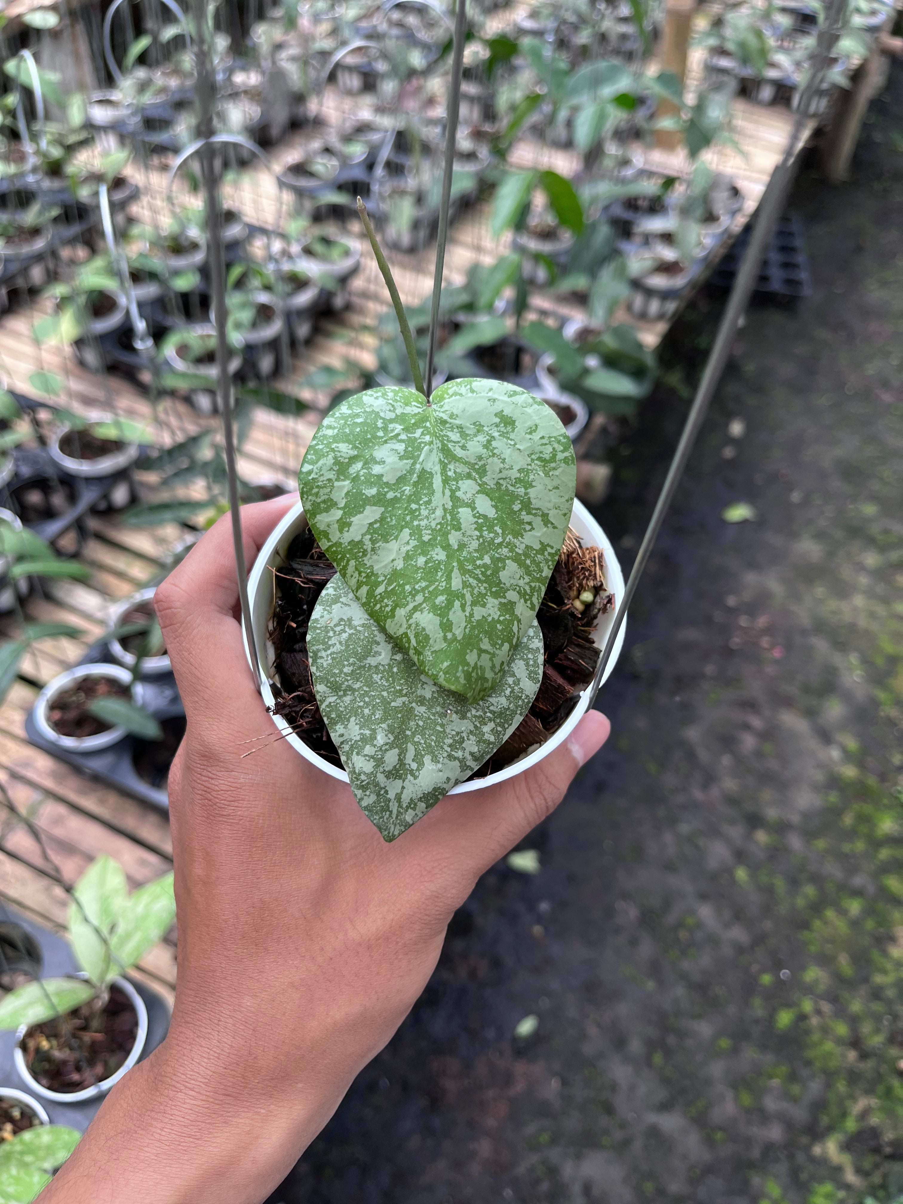 Hoya Cinnamomifolia X Imbricata Splash