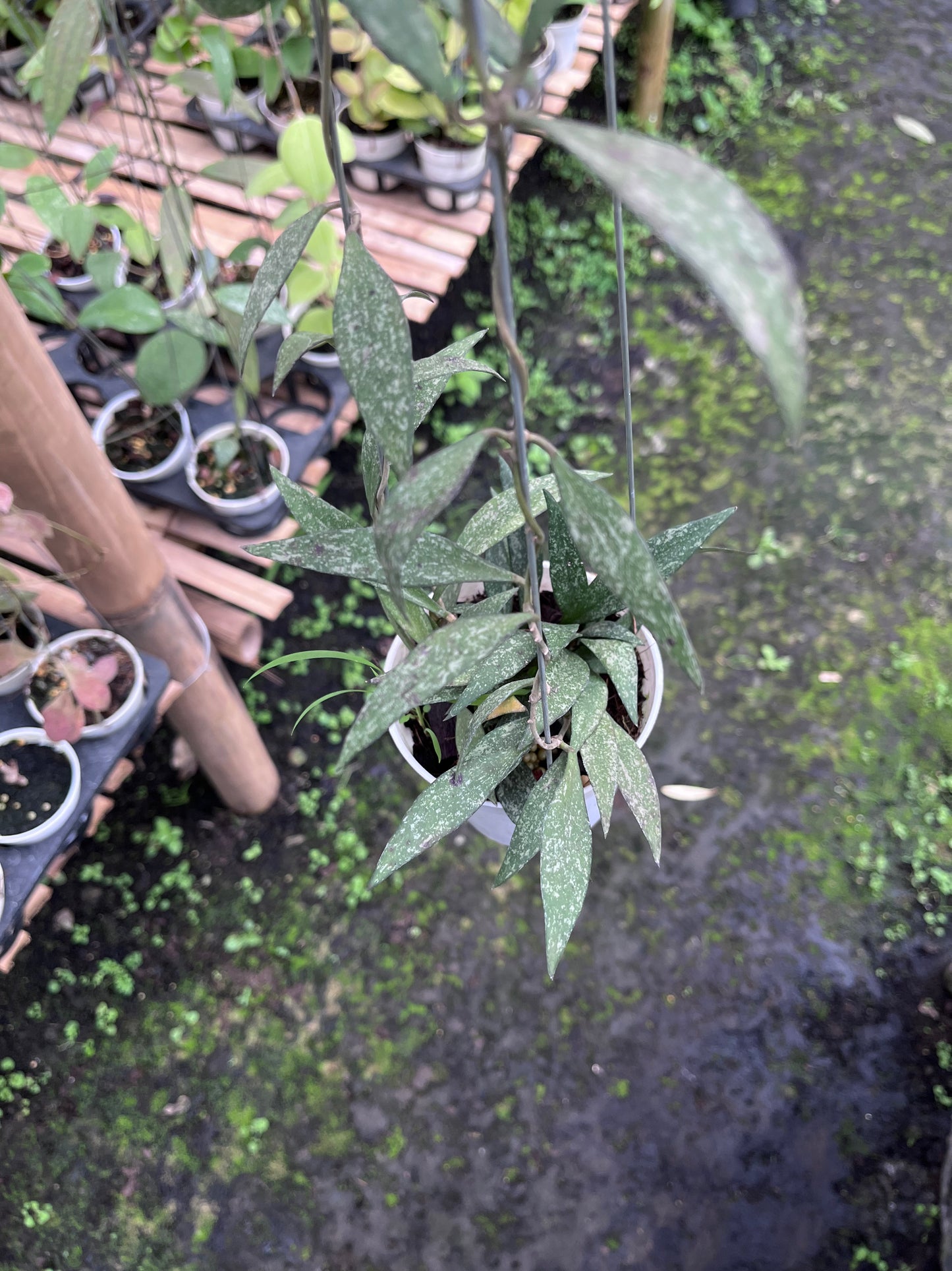 Hoya Sp Cianjur Splash