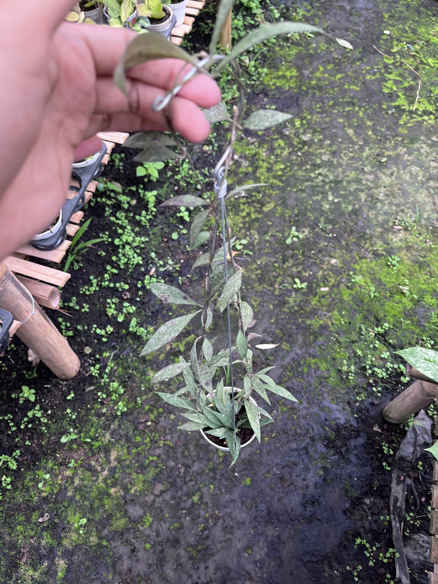 Hoya Sp Cianjur Splash