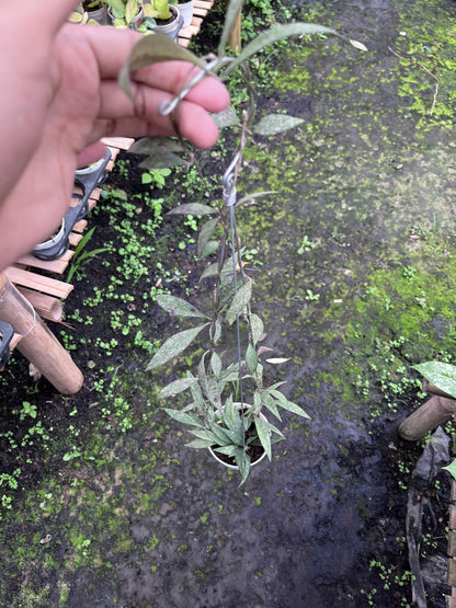 Hoya Sp Cianjur Splash