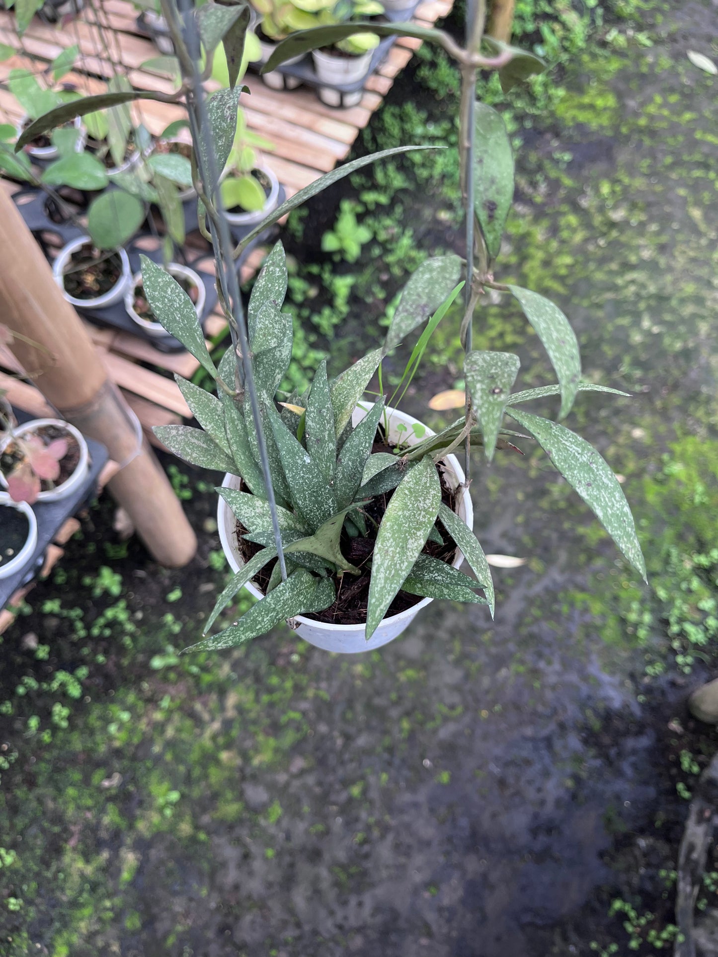 Hoya Sp Cianjur Splash