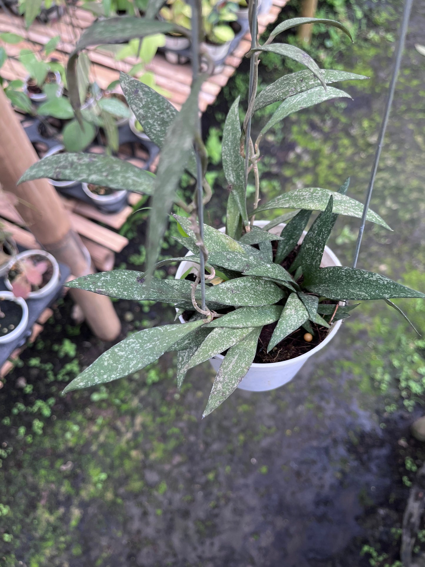 Hoya Sp Cianjur Splash