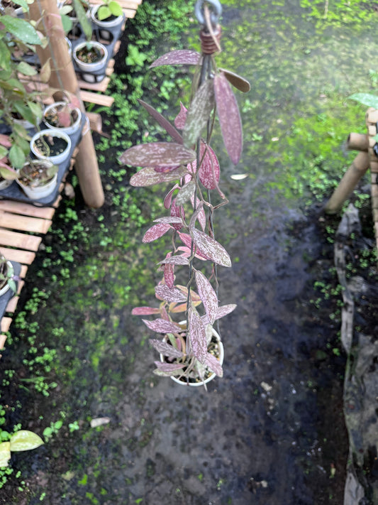 Hoya Sigillatis Thailand