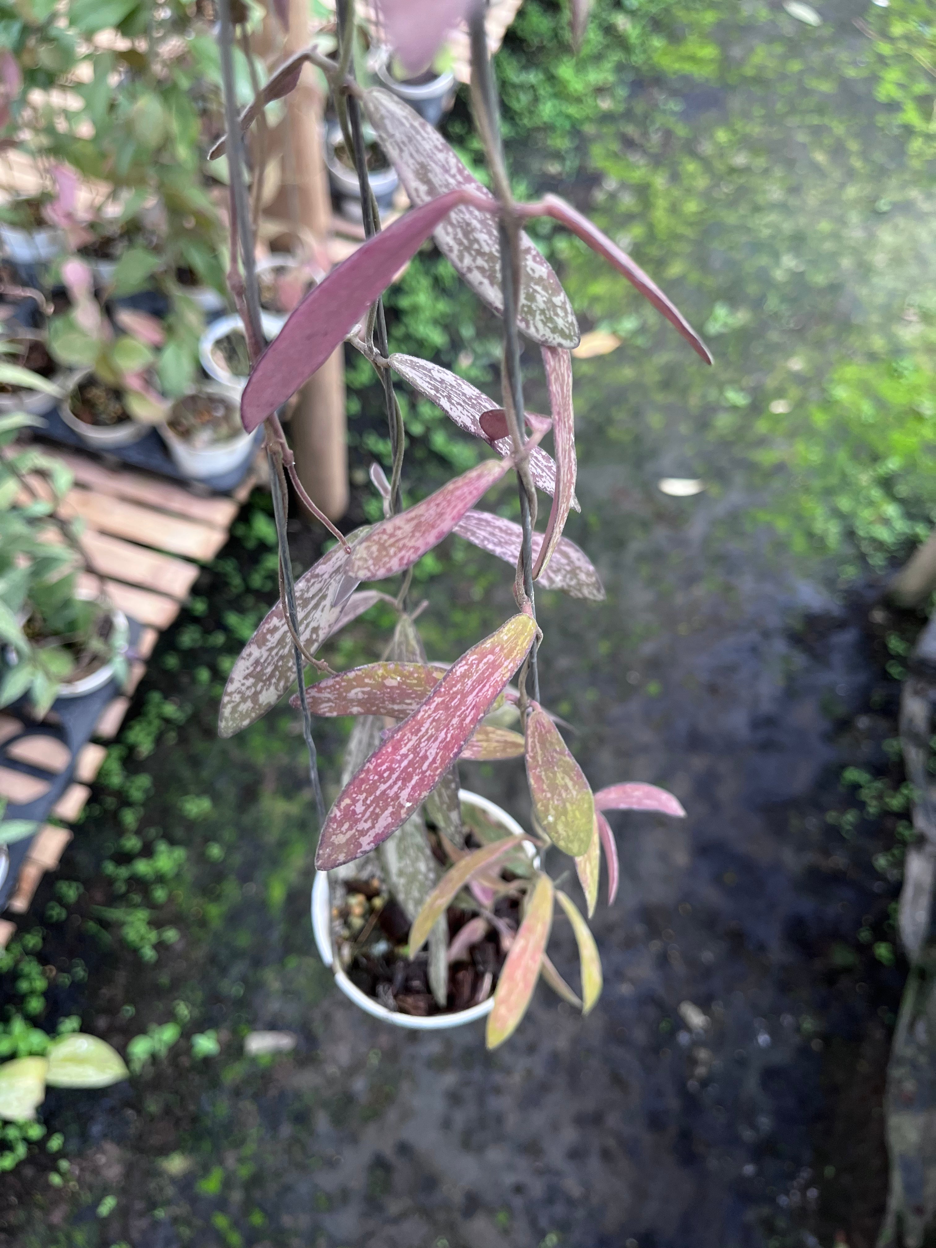 Hoya Sigillatis Thailand
