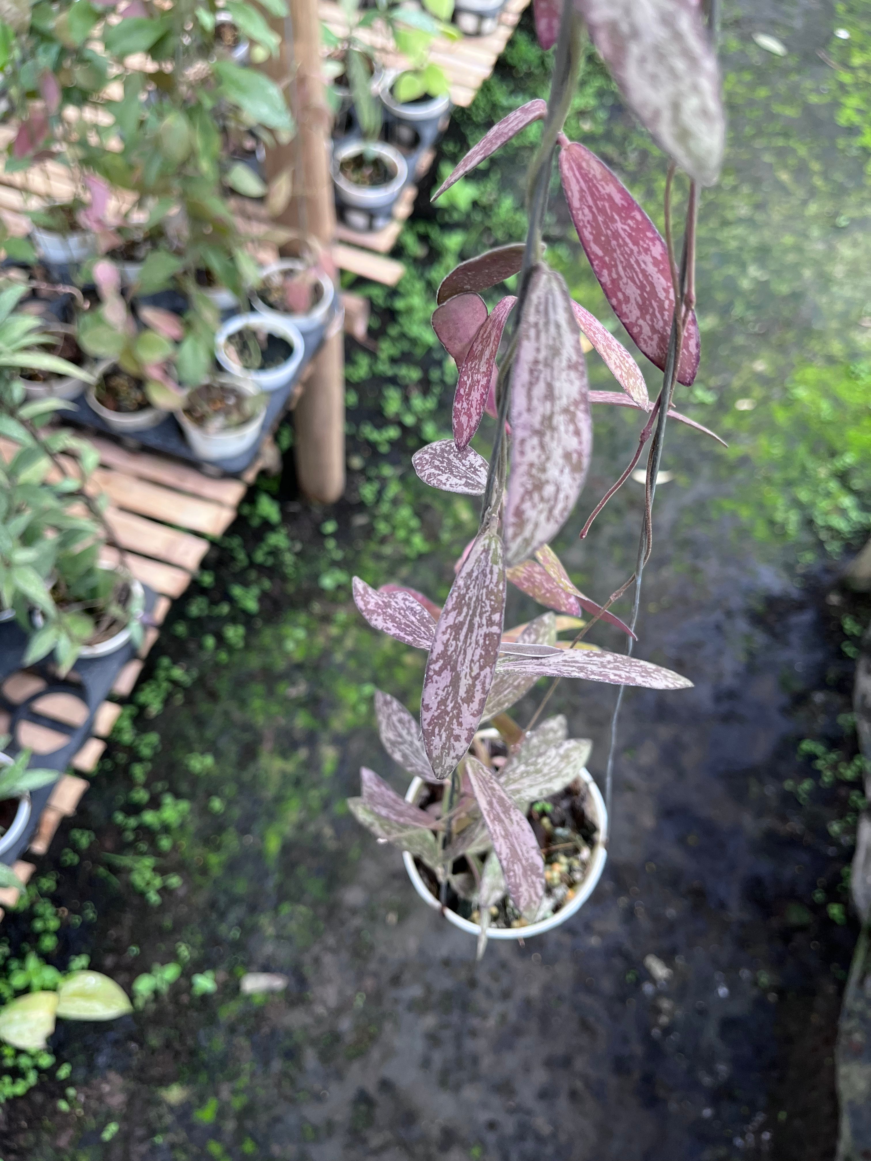Hoya Sigillatis Thailand