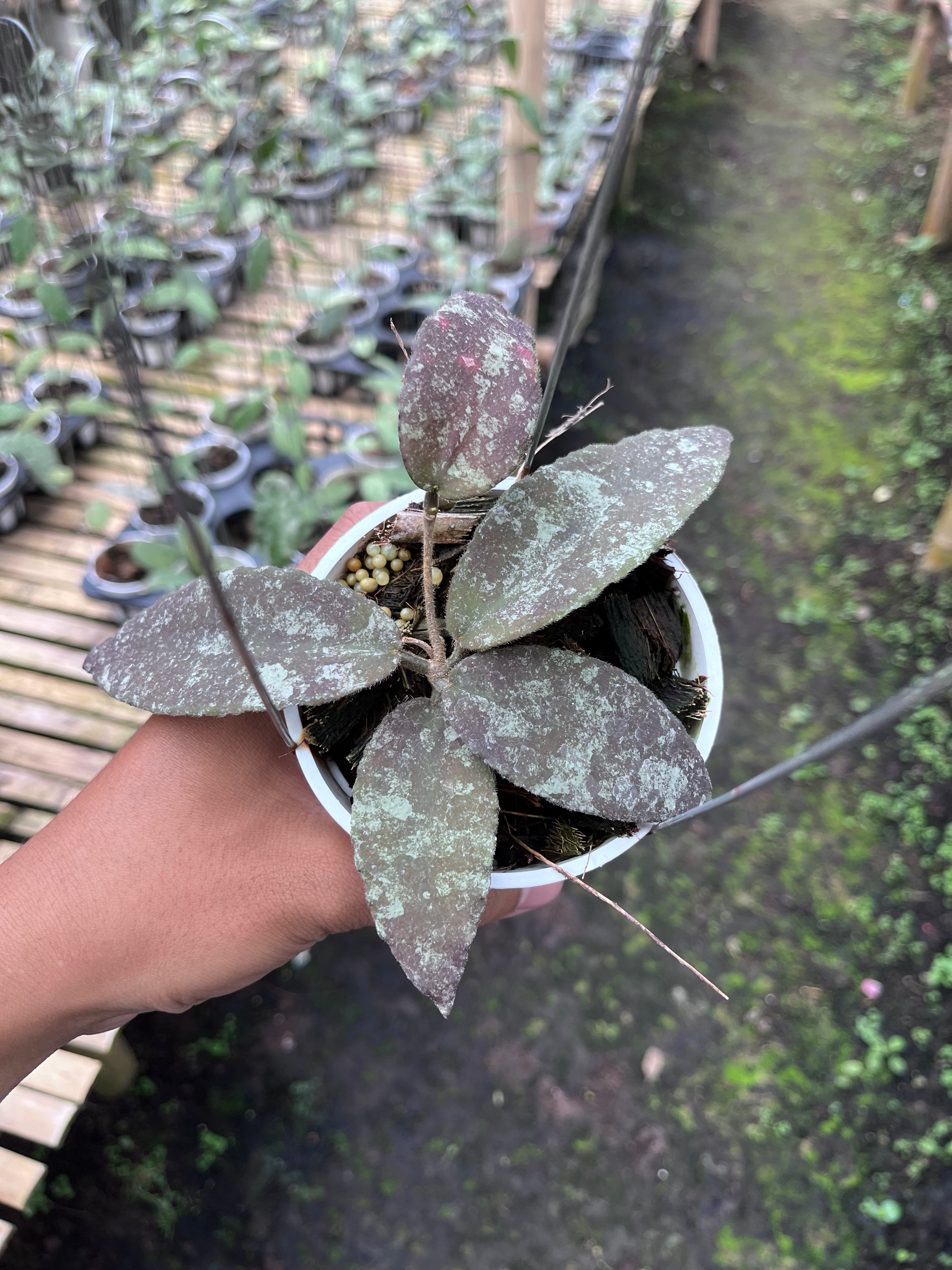 Hoya Caudata Aceh