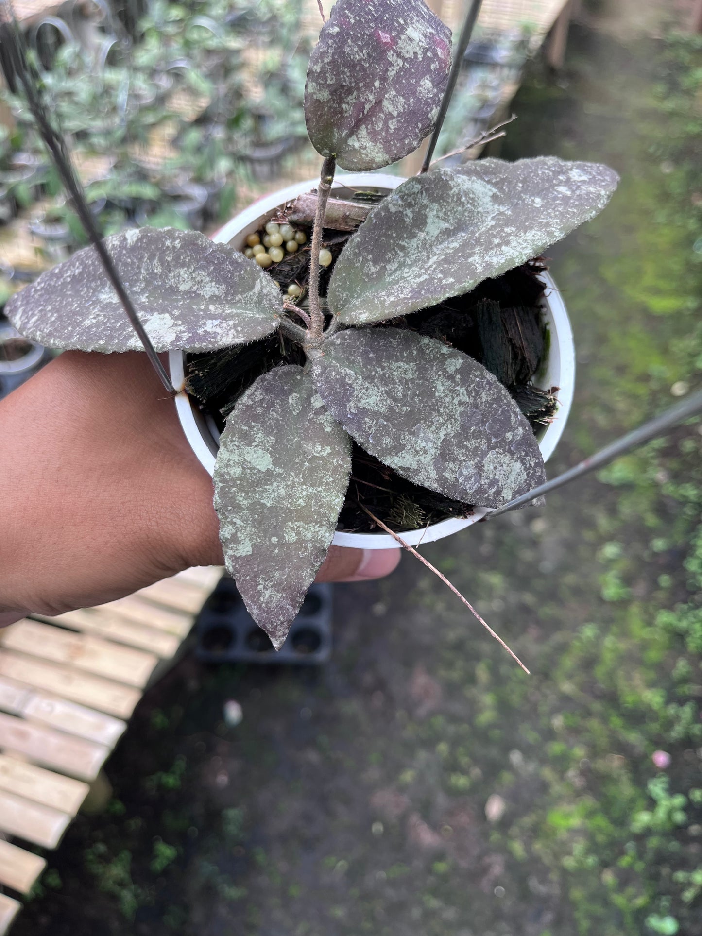 Hoya Caudata Aceh