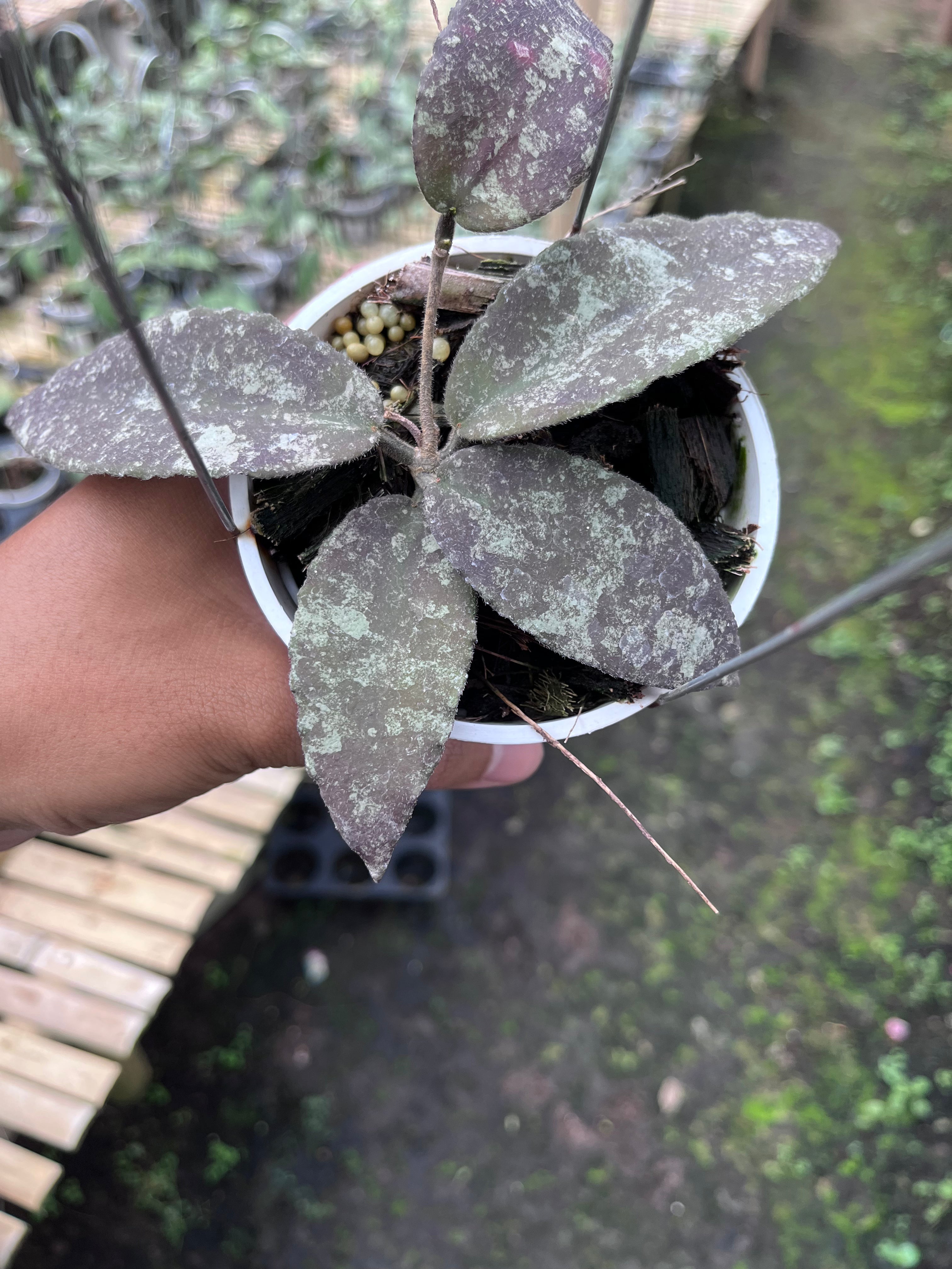 Hoya Caudata Aceh