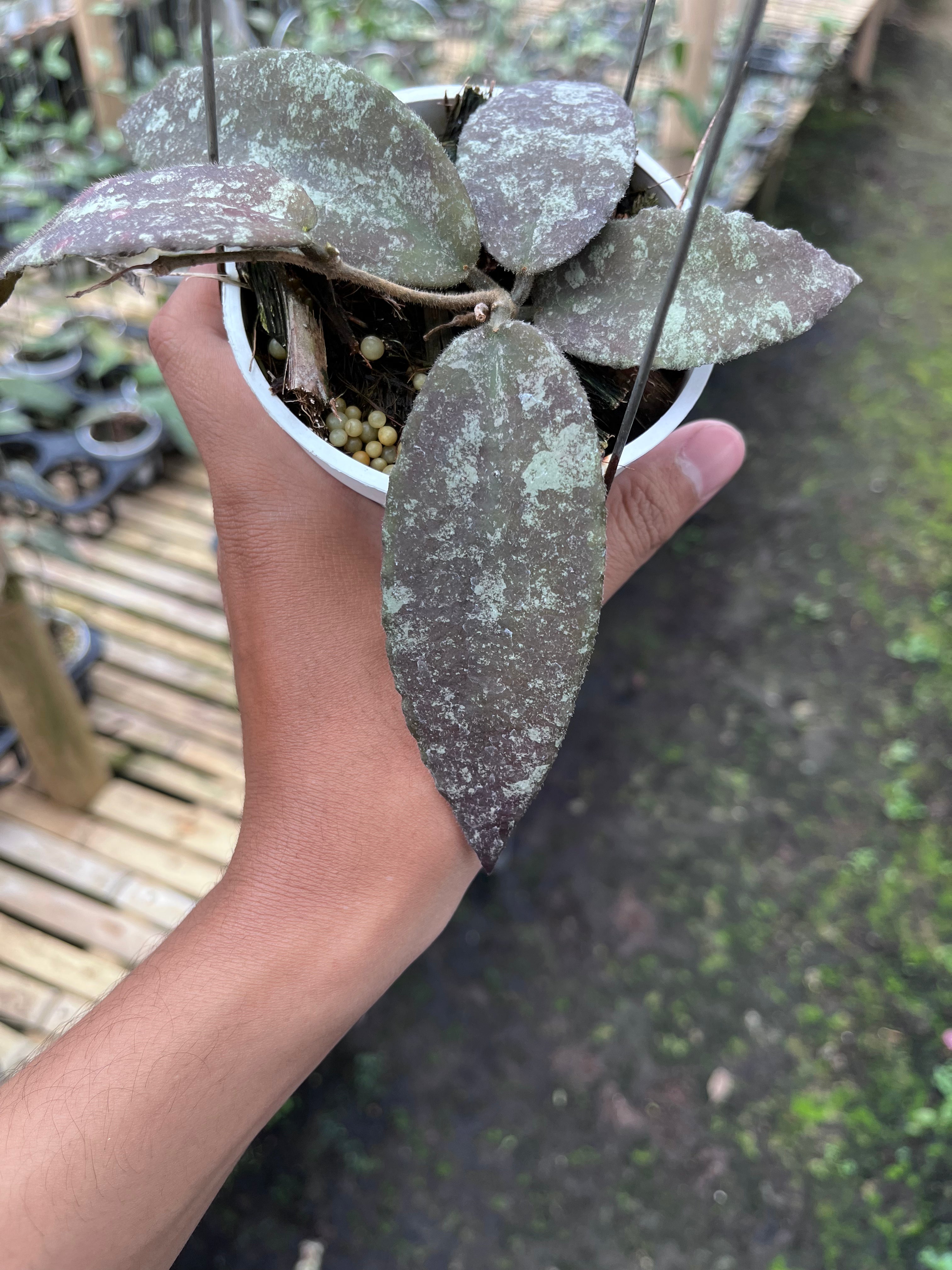 Hoya Caudata Aceh