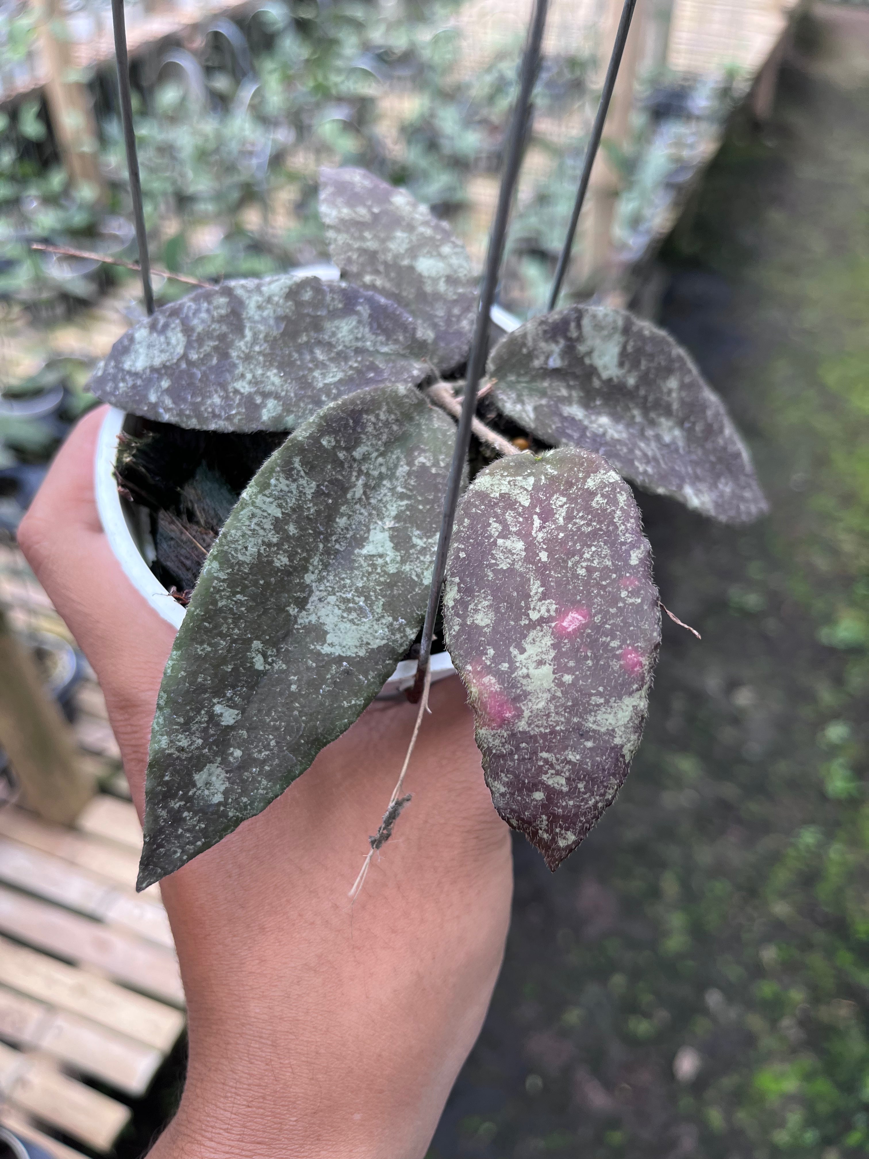 Hoya Caudata Aceh