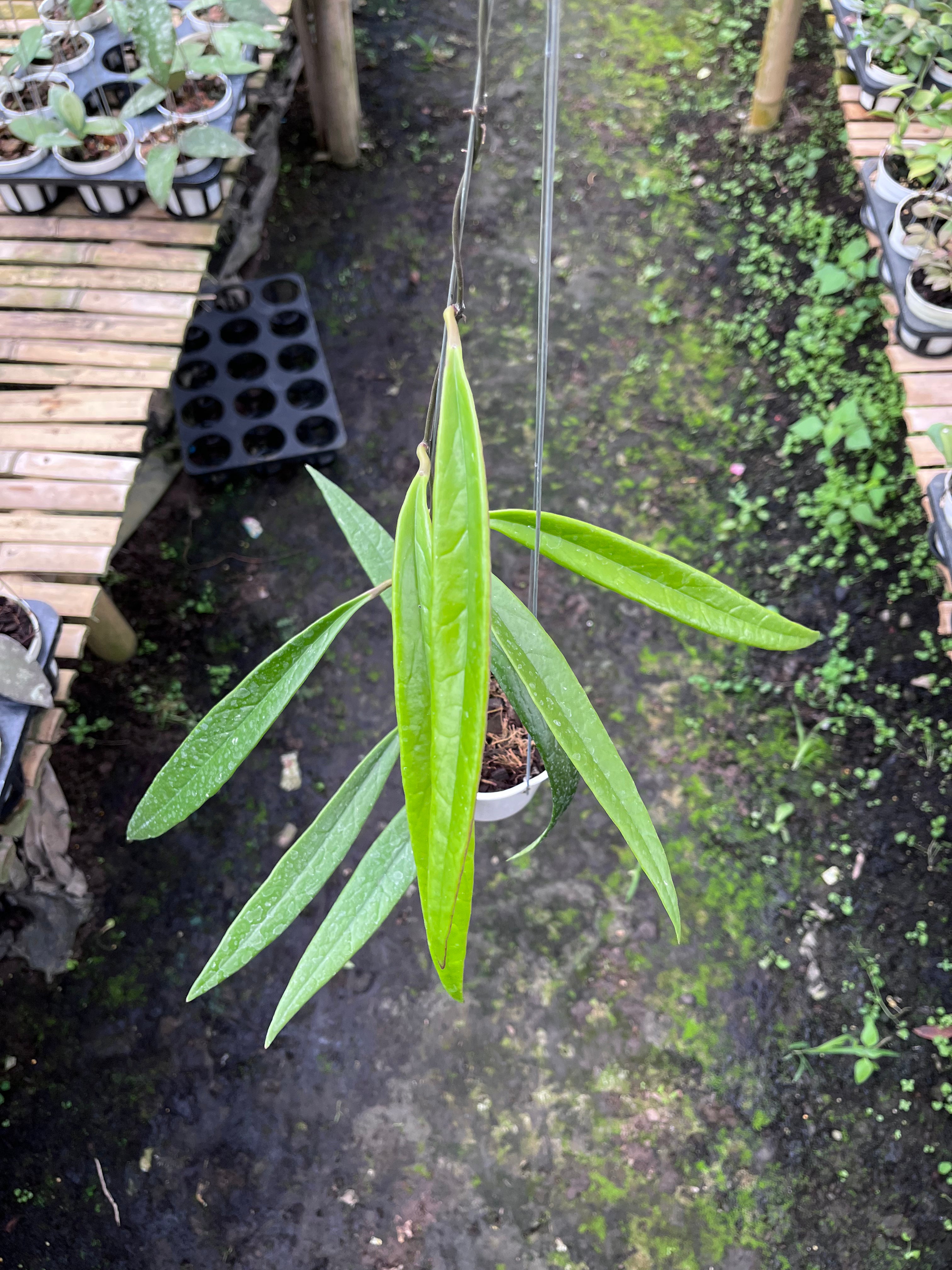 Hoya Sulawesiana