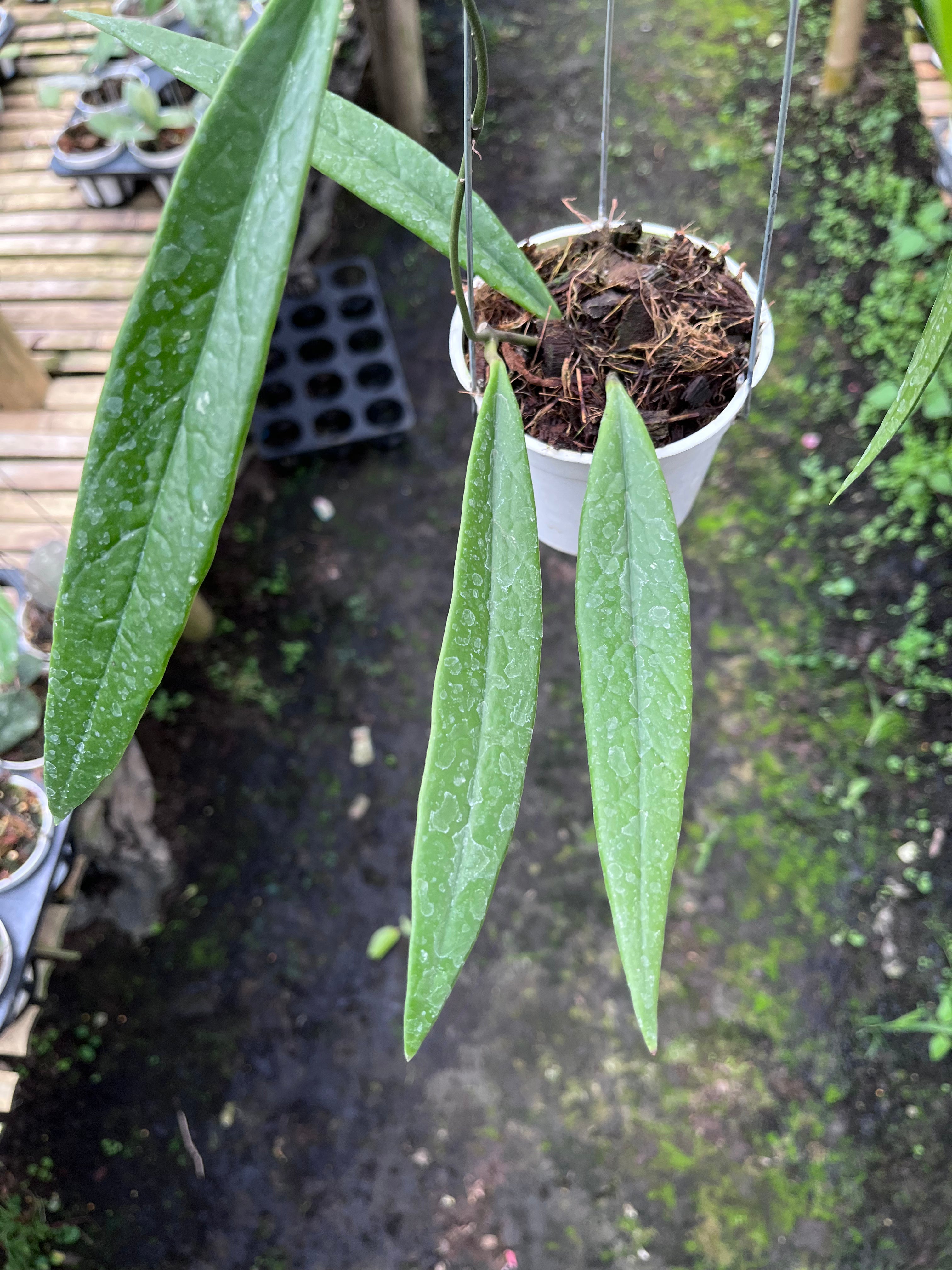 Hoya Sulawesiana
