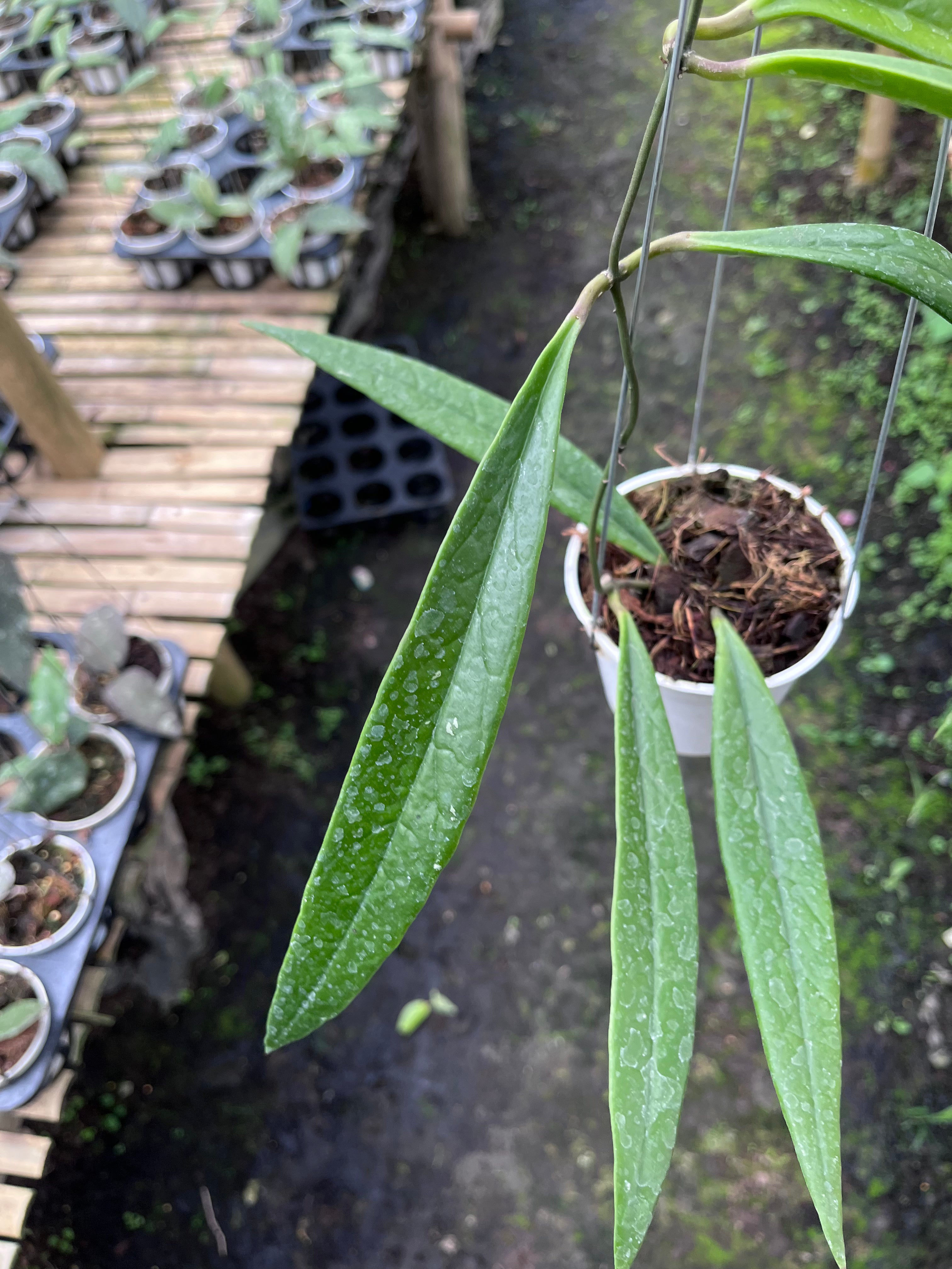 Hoya Sulawesiana