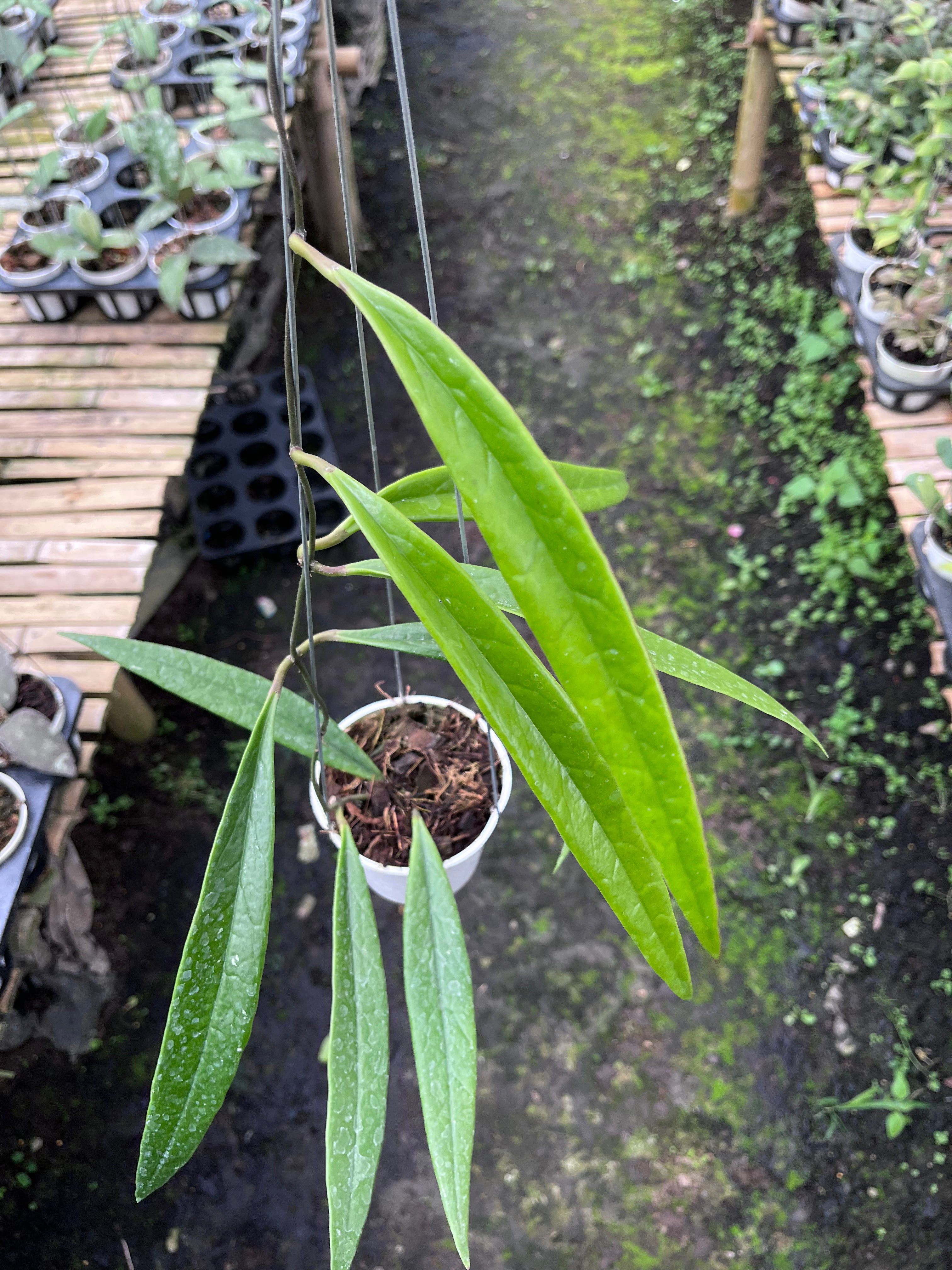 Hoya Sulawesiana