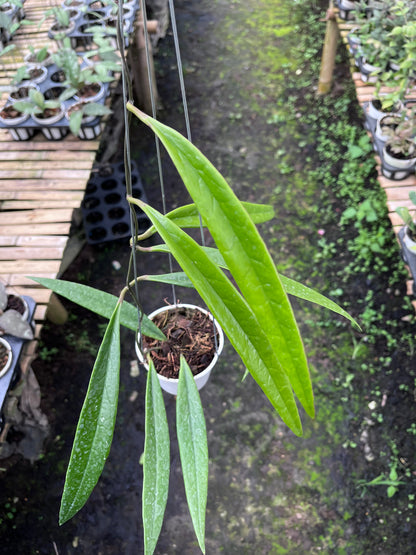 Hoya Sulawesiana