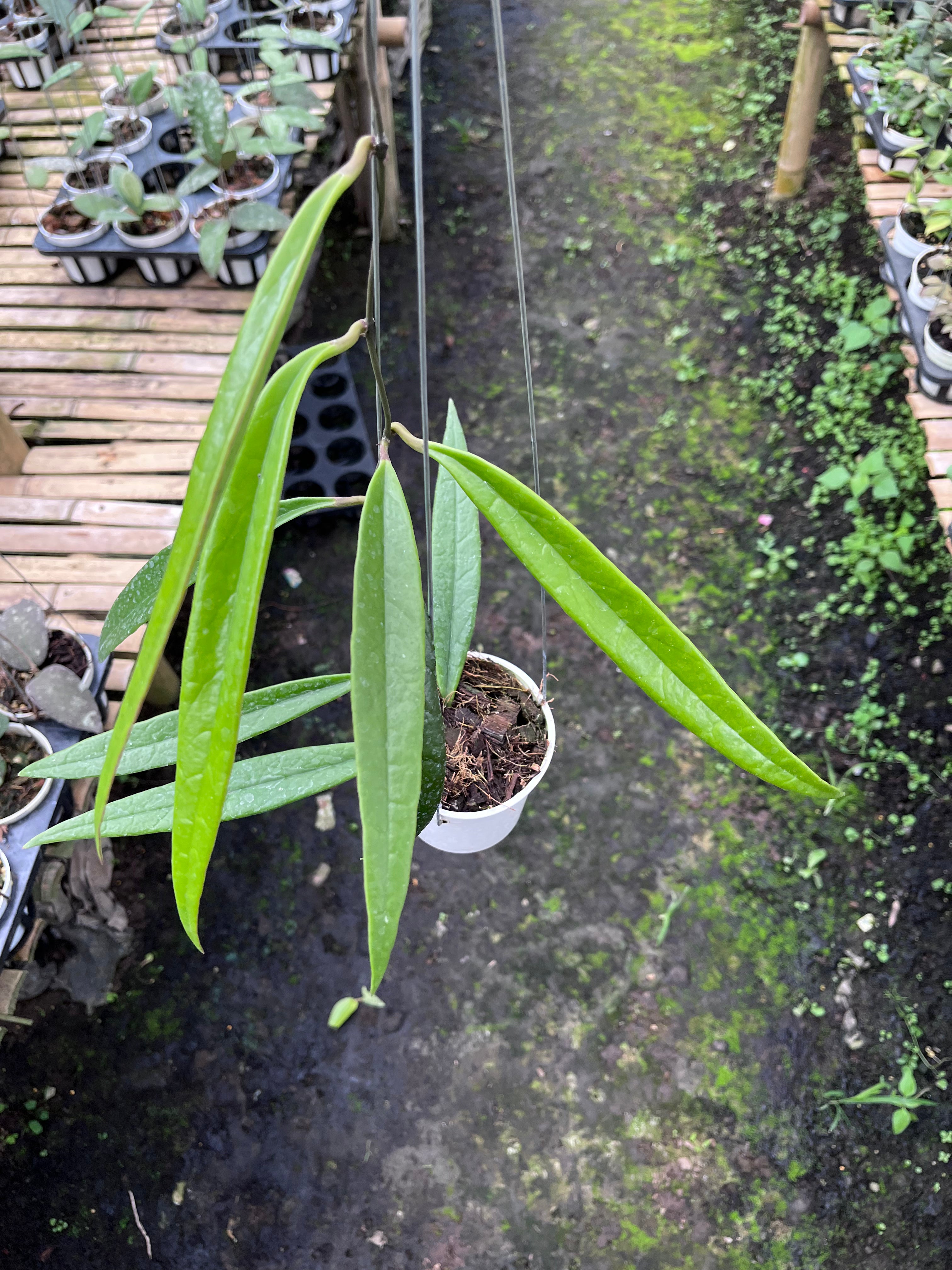 Hoya Sulawesiana