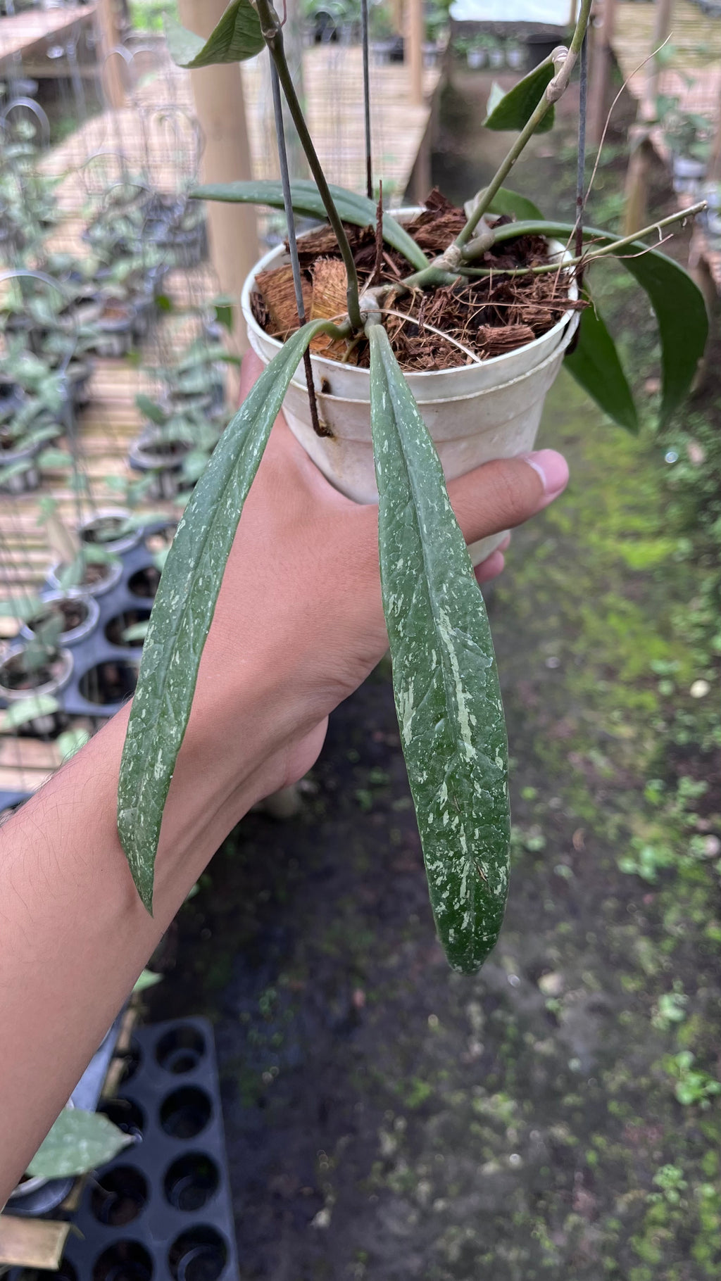 Hoya Sulawesiana