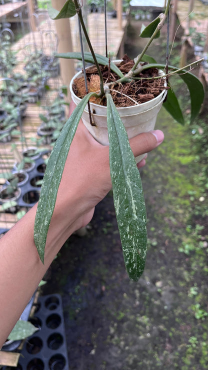 Hoya Sulawesiana