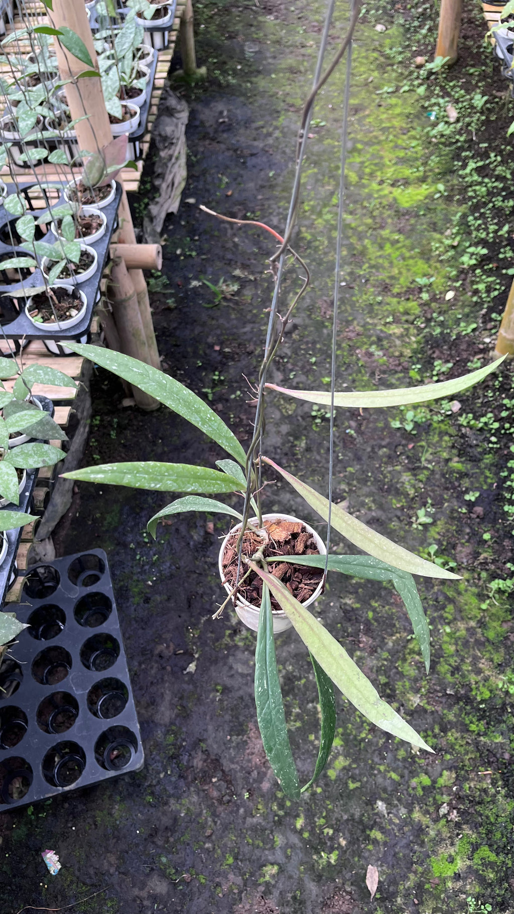 Hoya Sulawesiana