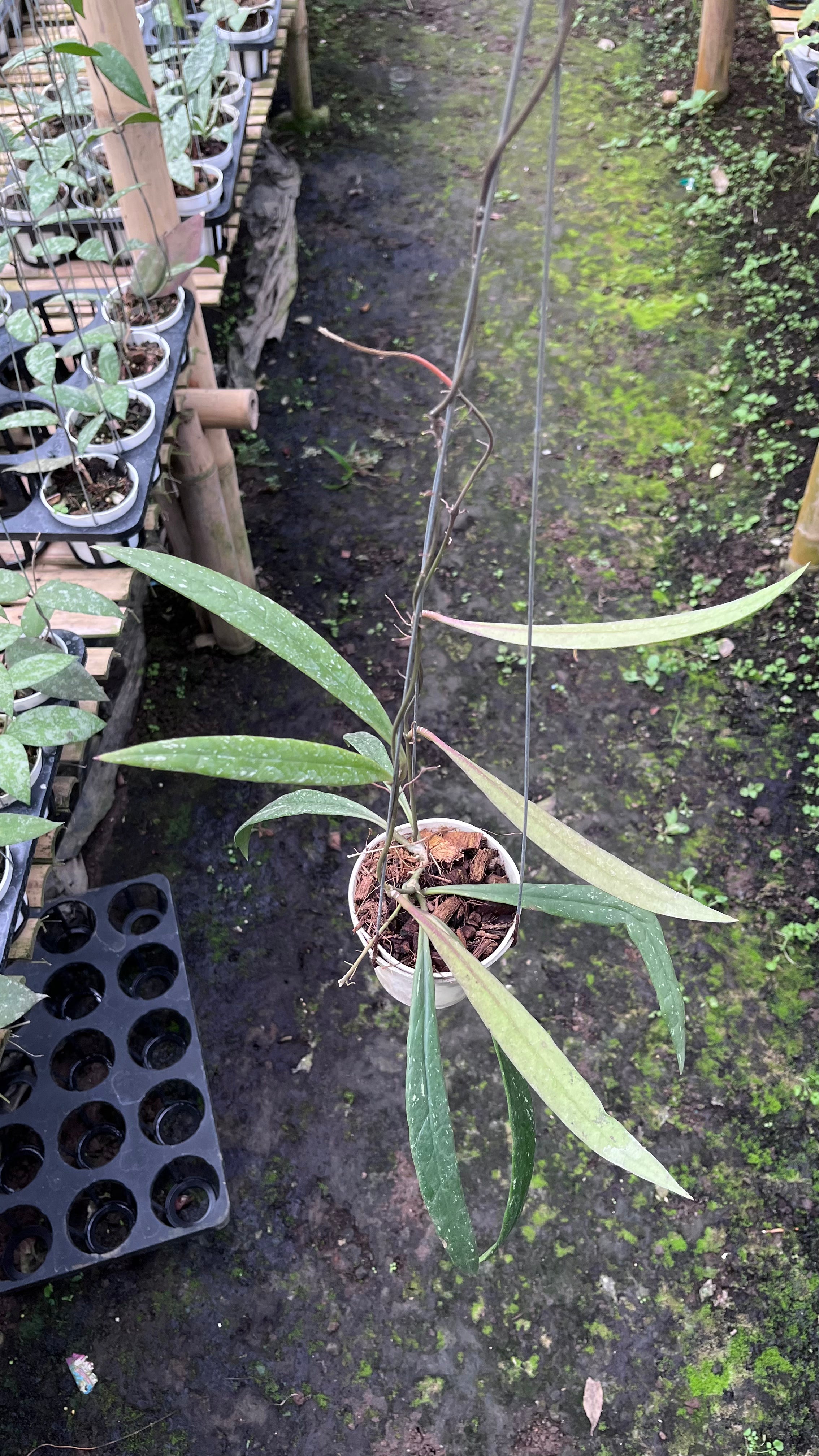 Hoya Sulawesiana