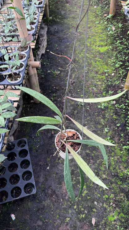 Hoya Sulawesiana