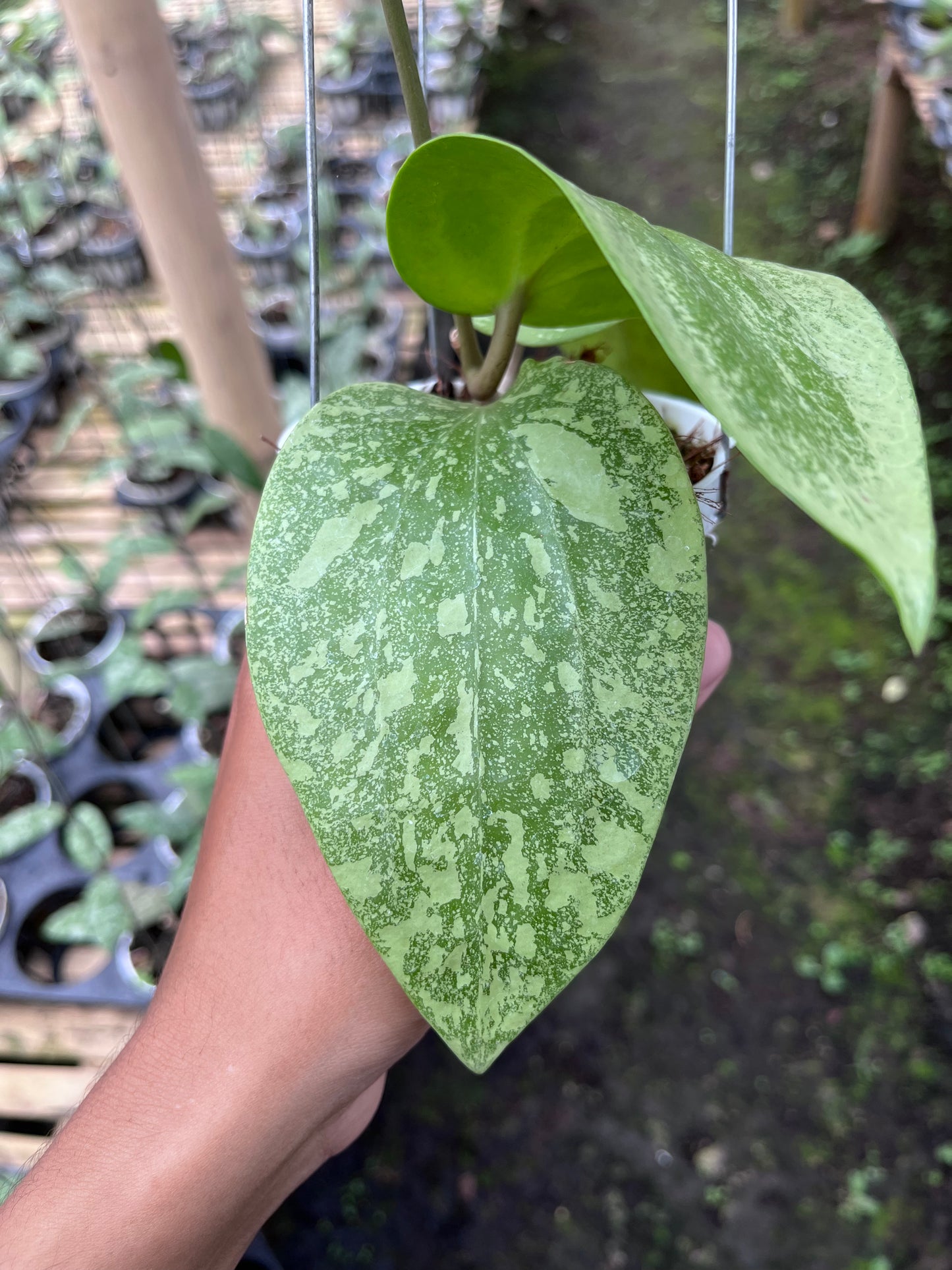 Hoya Glabra High Splash