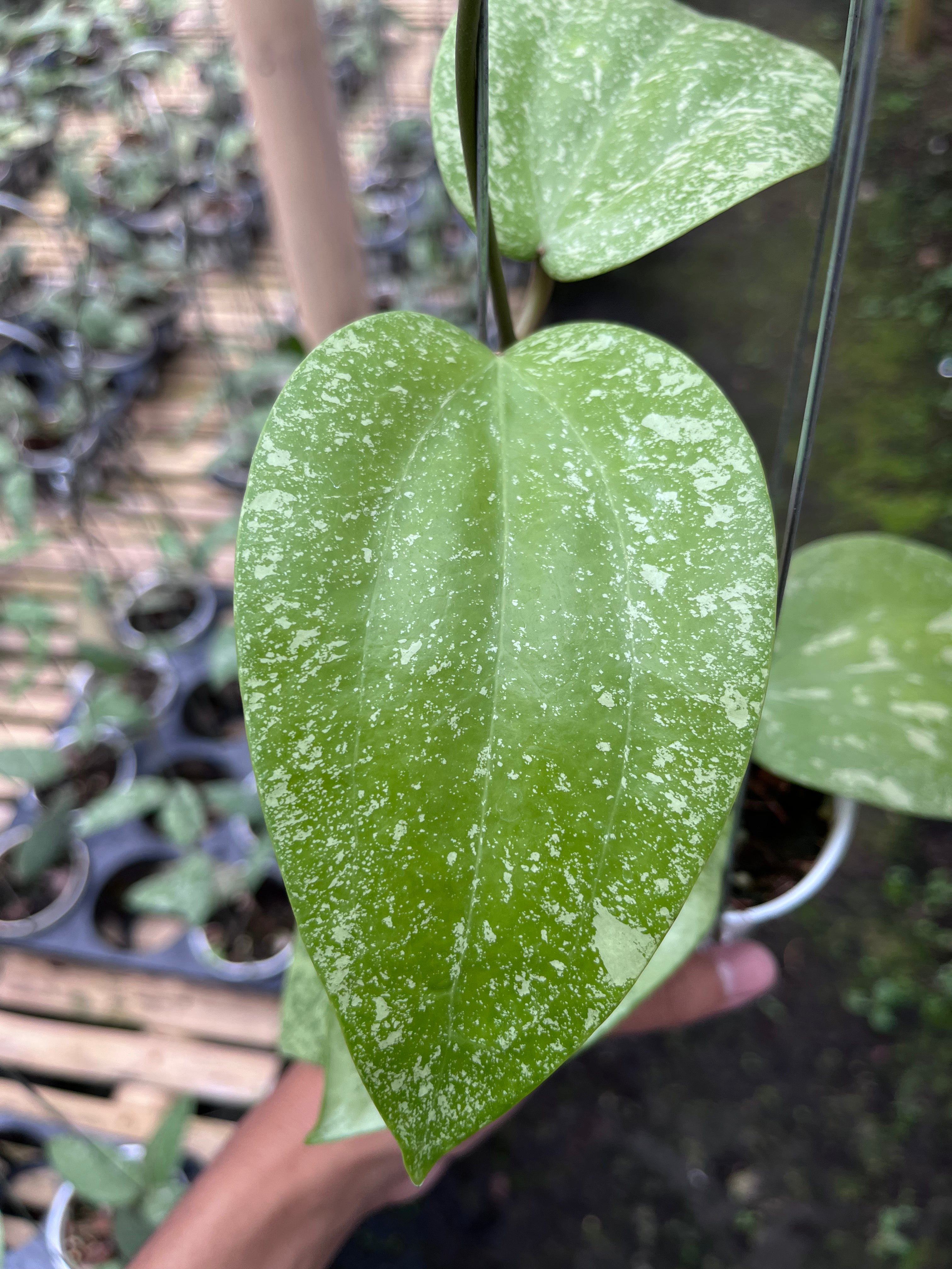 Hoya Glabra High Splash