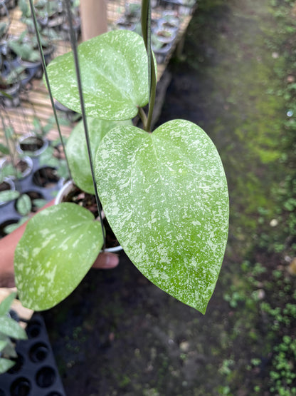 Hoya Glabra High Splash