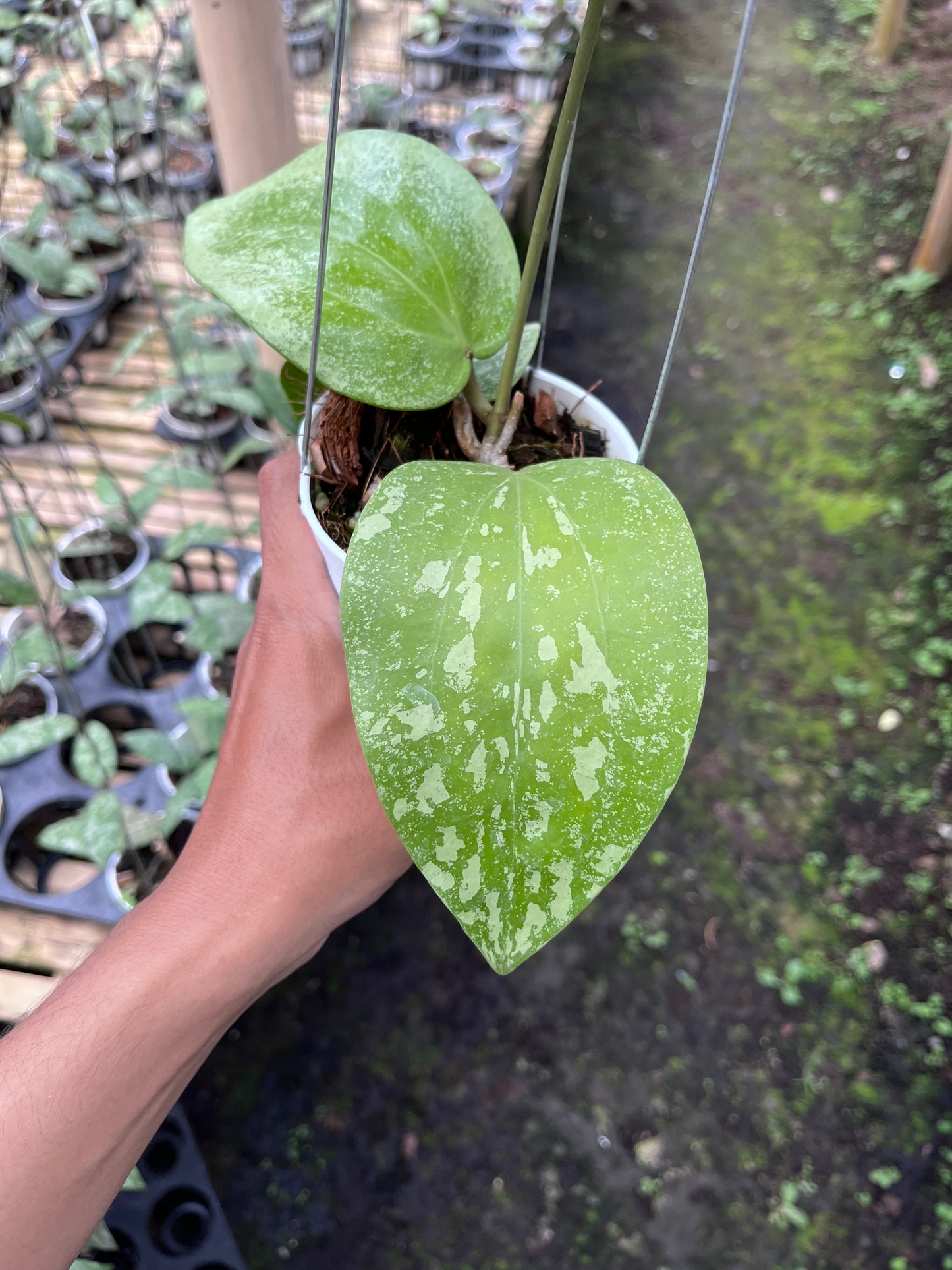 Hoya Glabra High Splash