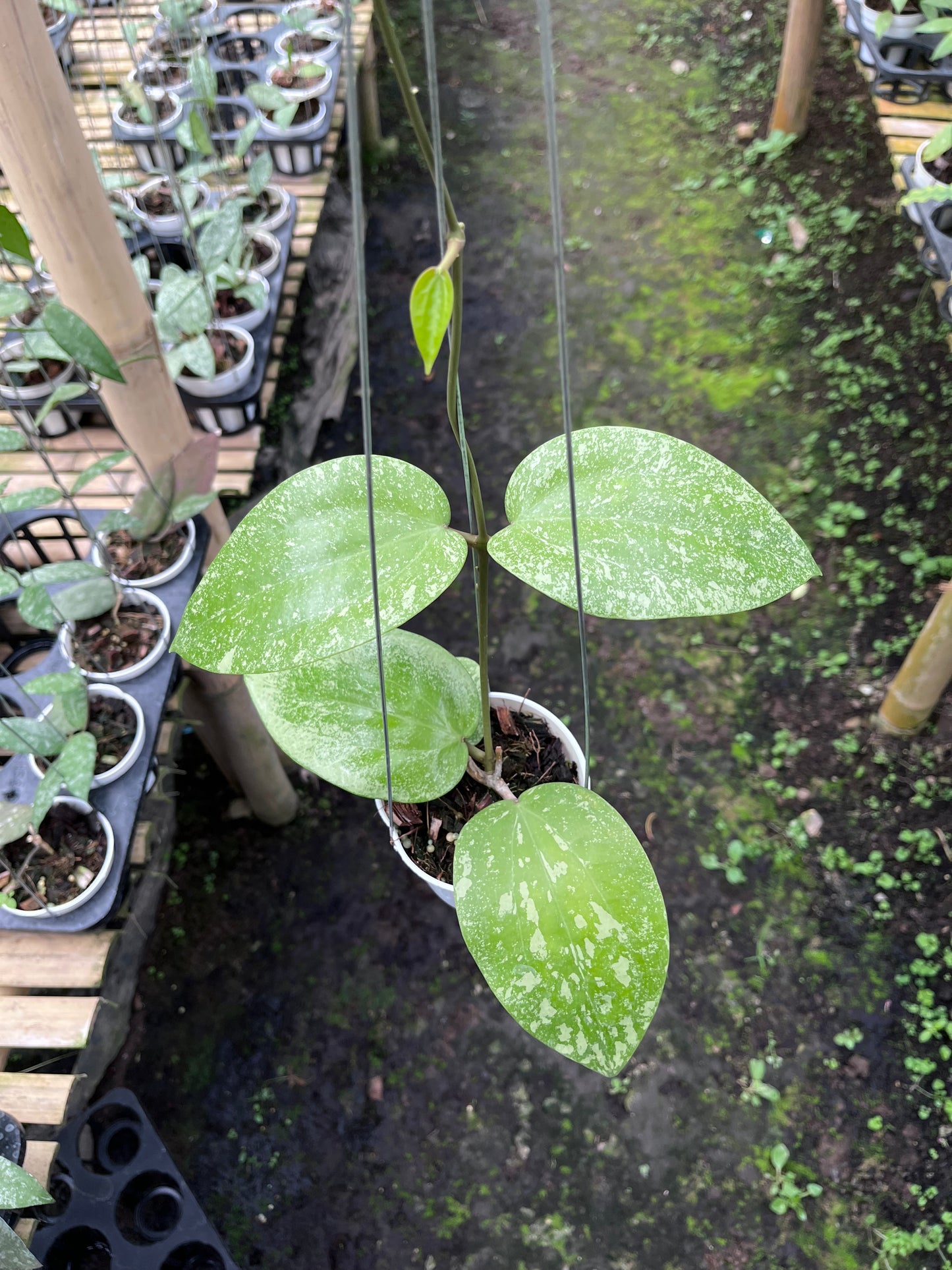 Hoya Glabra High Splash