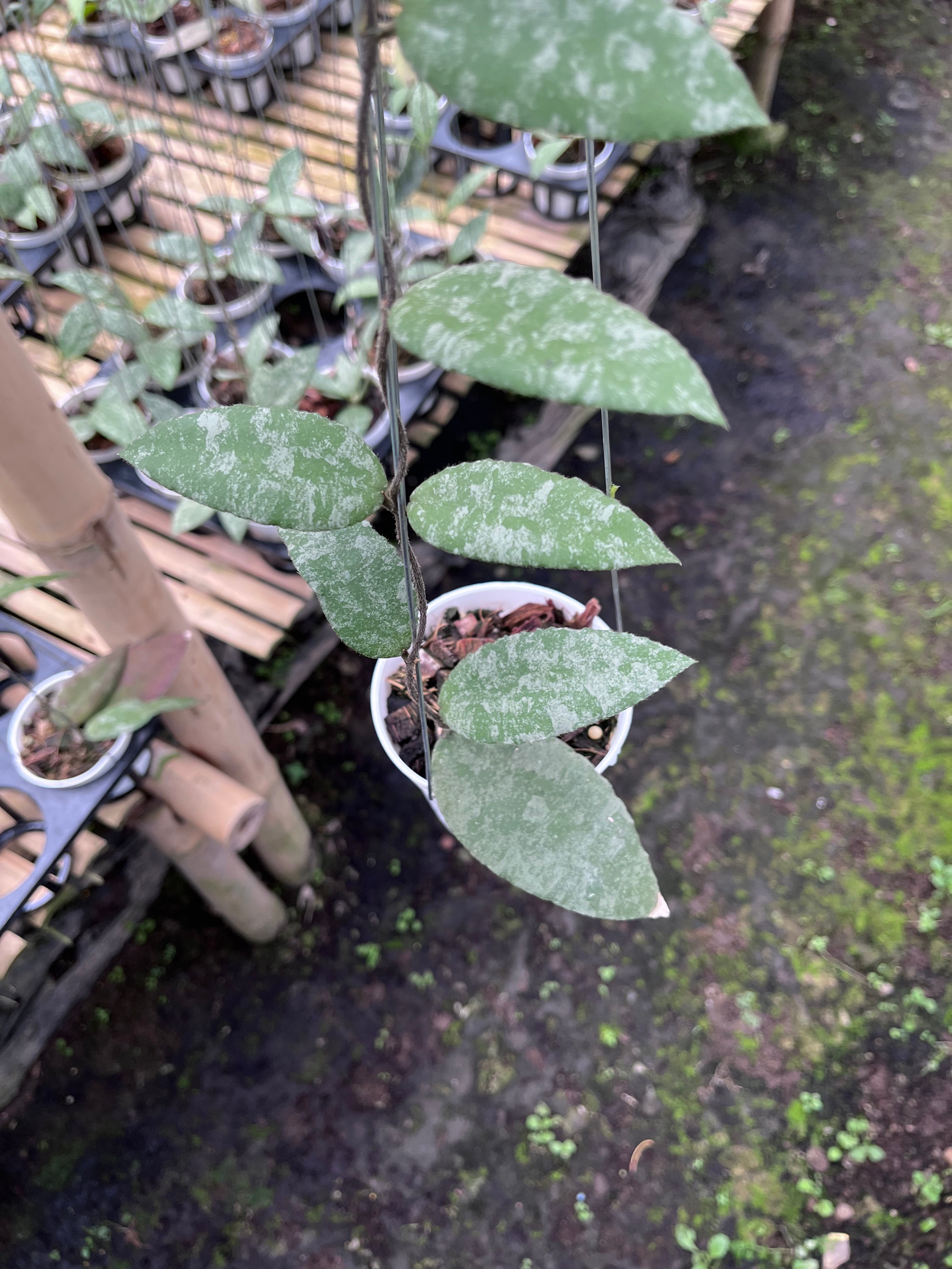 Hoya Caudata Aceh