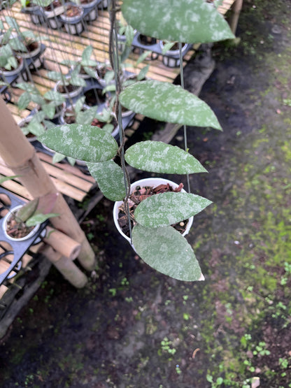 Hoya Caudata Aceh
