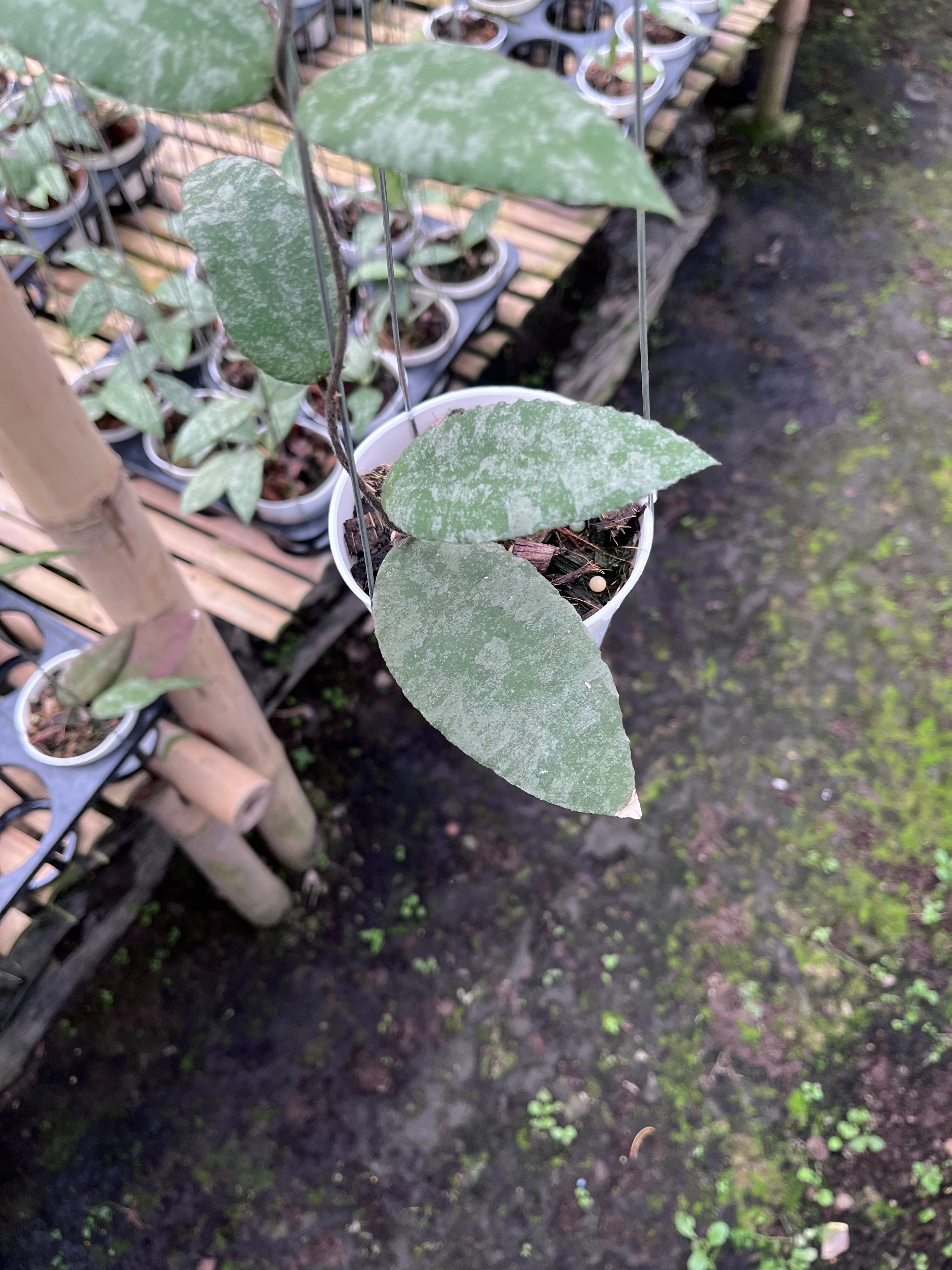 Hoya Caudata Aceh