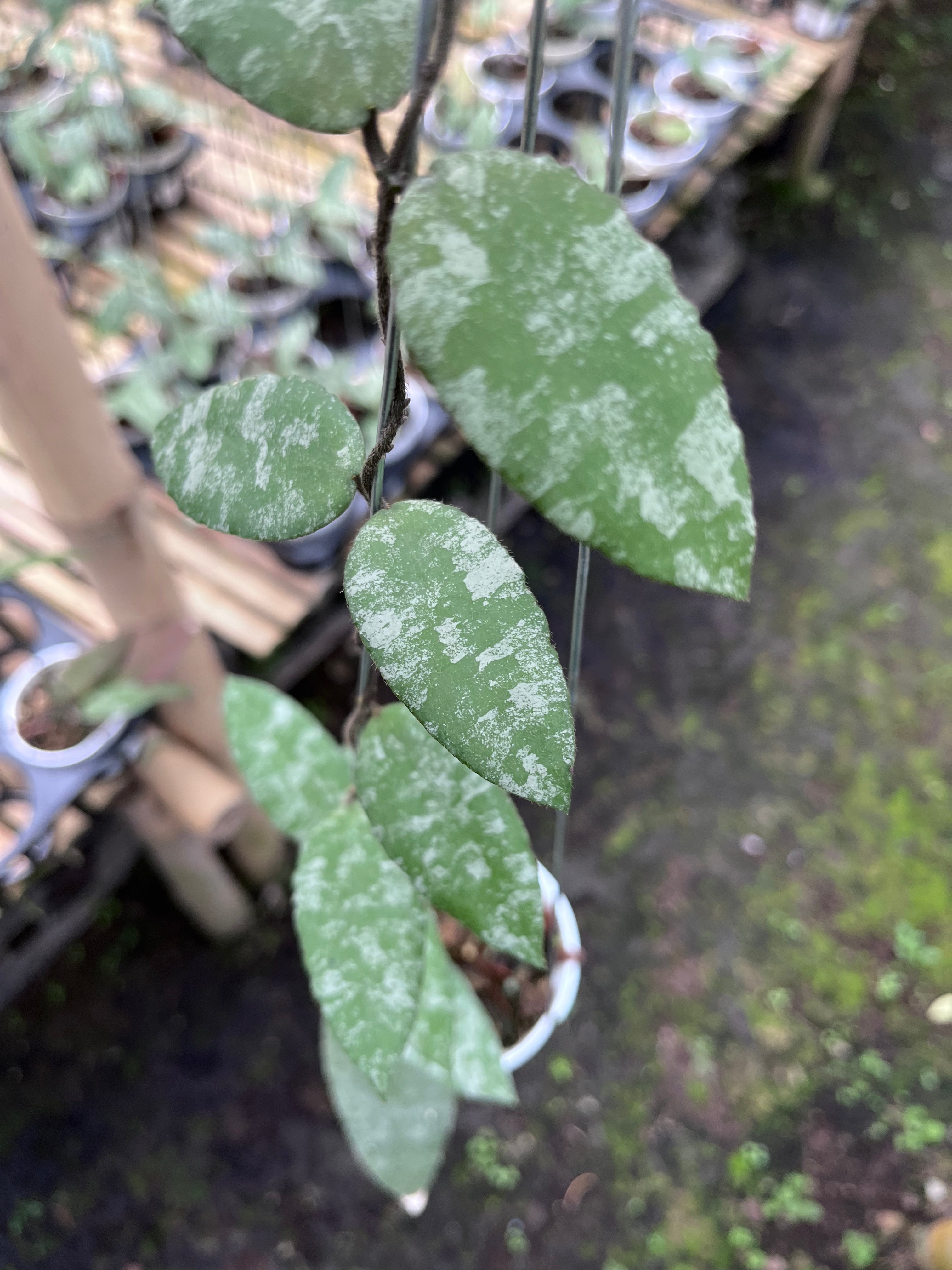 Hoya Caudata Aceh