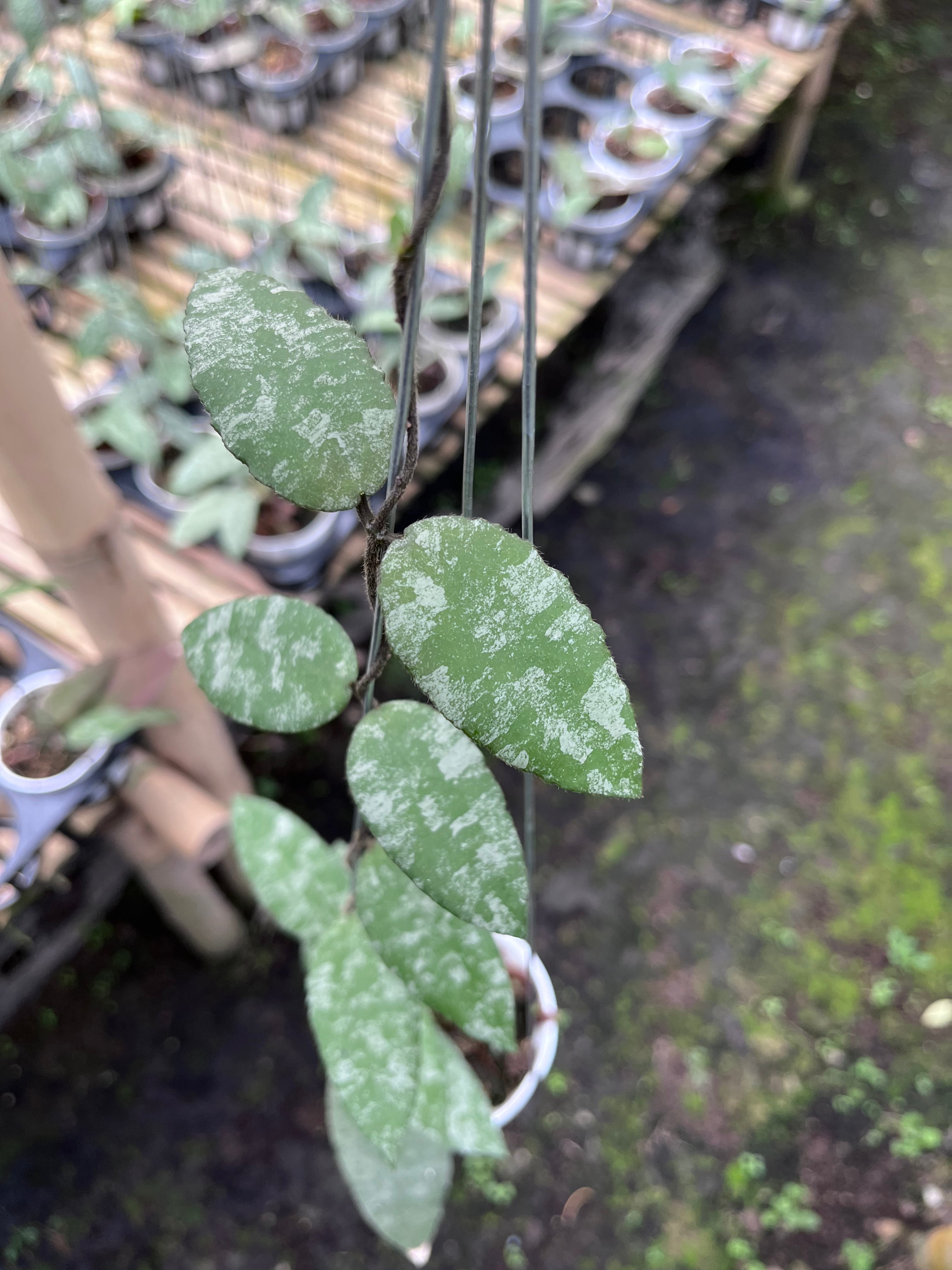 Hoya Caudata Aceh